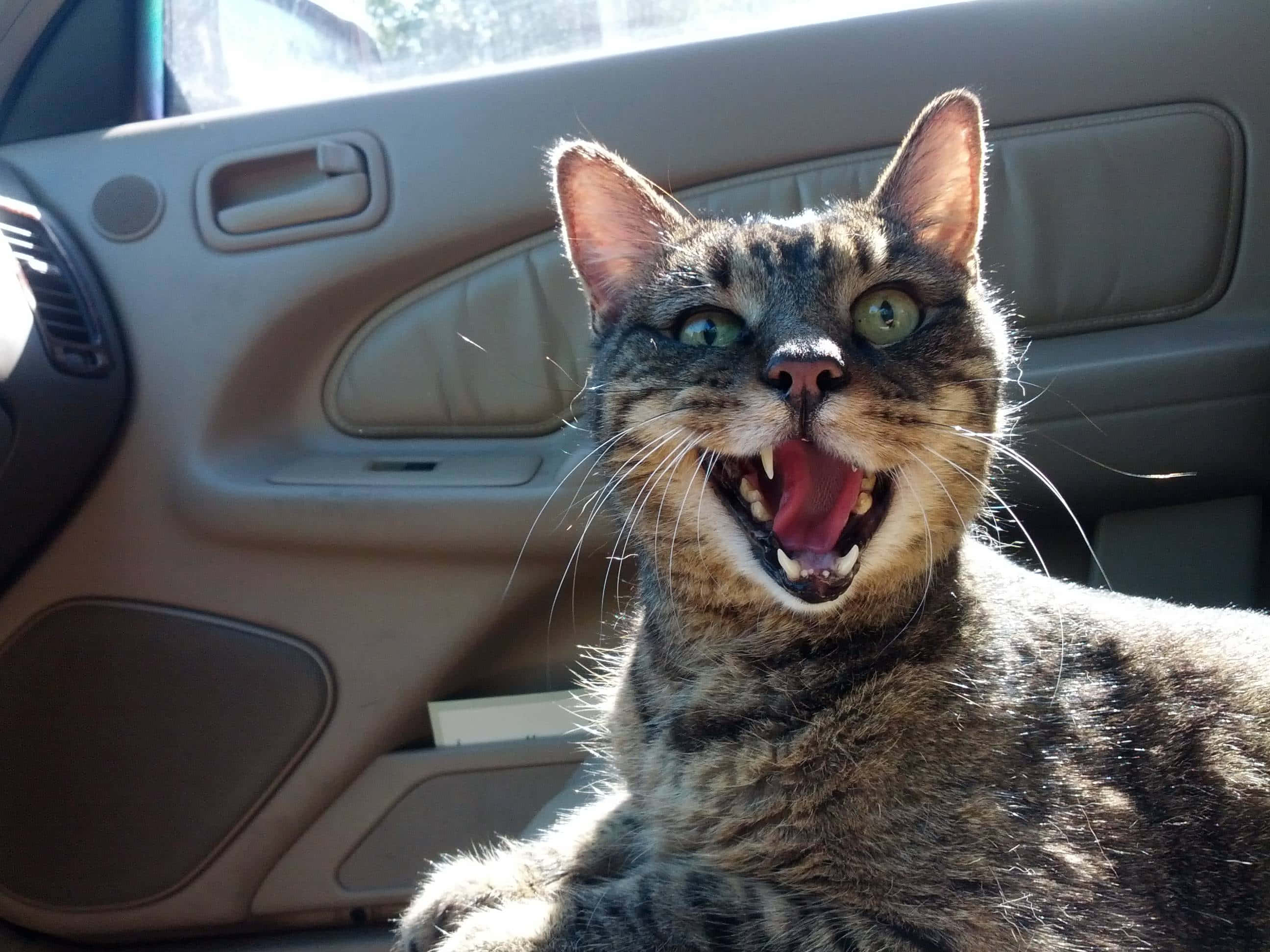 Silly Cat 桌布 壁紙 — 一隻綠眼虎斑貓在陽光普照的車內大打呵欠，露出牙齒和舌頭。