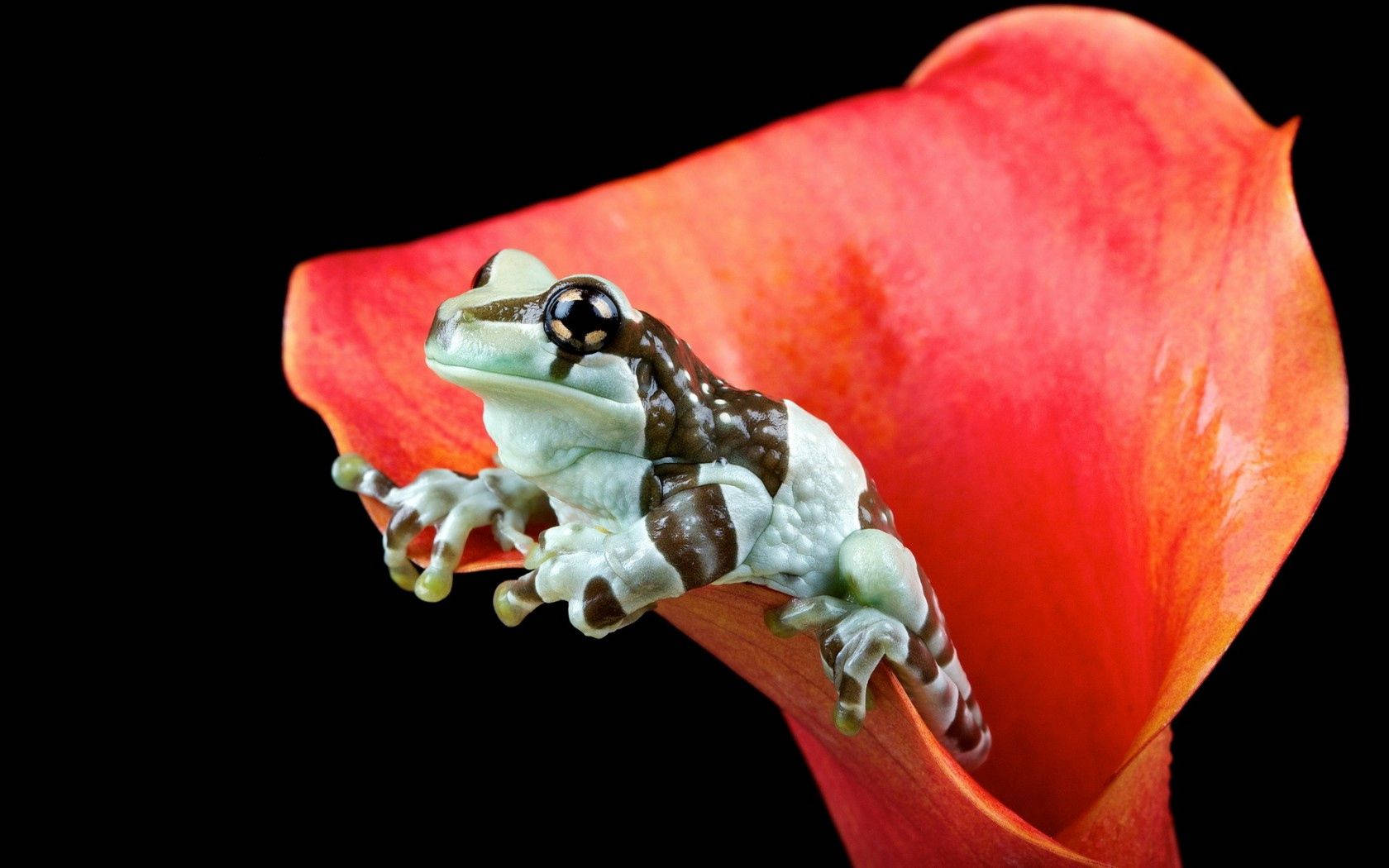 Frog 桌布 壁紙 — 一隻綠色和棕色的小青蛙優雅地棲息在鮮紅色的馬蹄蓮花瓣上，背景是純黑色。