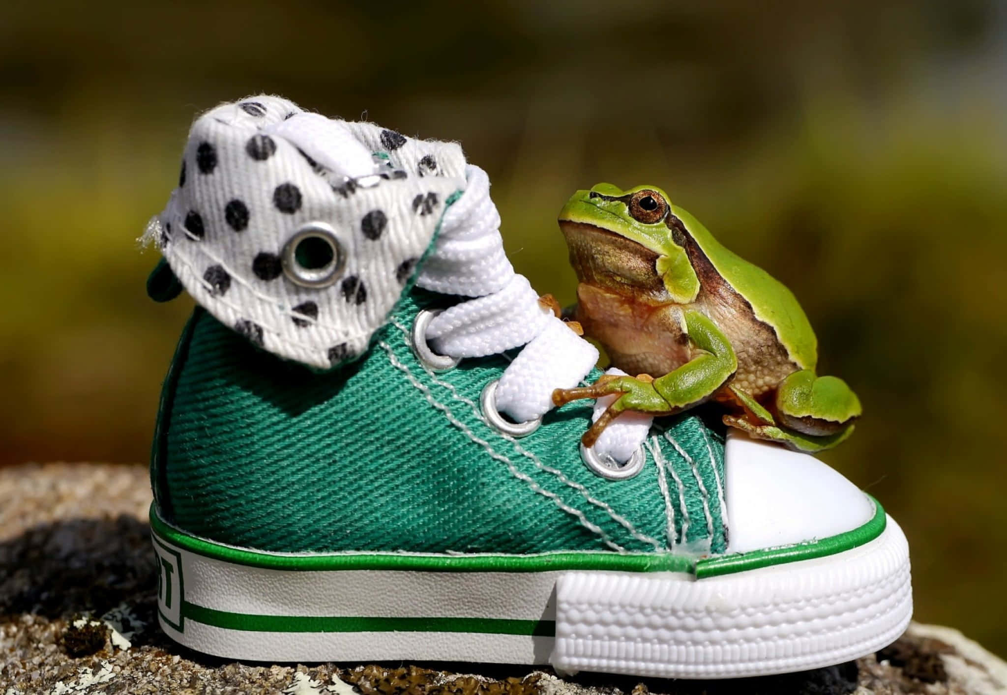 Cute Shoes 桌布 壁紙 — 一隻綠色小樹蛙棲息在一個帶有波點帽子的迷你綠色和白色運動鞋上。