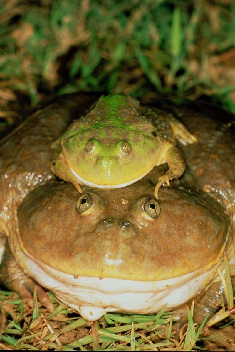 toad 桌布 壁紙 — 一隻綠色小青蛙棲息在一隻較大的棕色青蛙頭上，周圍是草地。