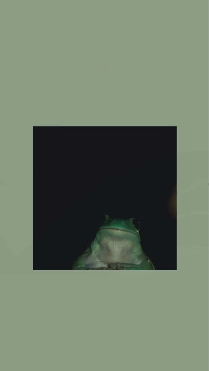 Frog 桌布 壁紙 — 一隻綠色樹蛙在暗淡橄欖色背景下從黑暗中探出頭來的特寫。