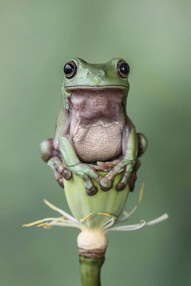 Frog 桌布 壁紙 — 一隻綠色樹蛙棲息在植物芽上的特寫，眼睛大張，嘴巴張開，背景是柔和的模糊綠色。