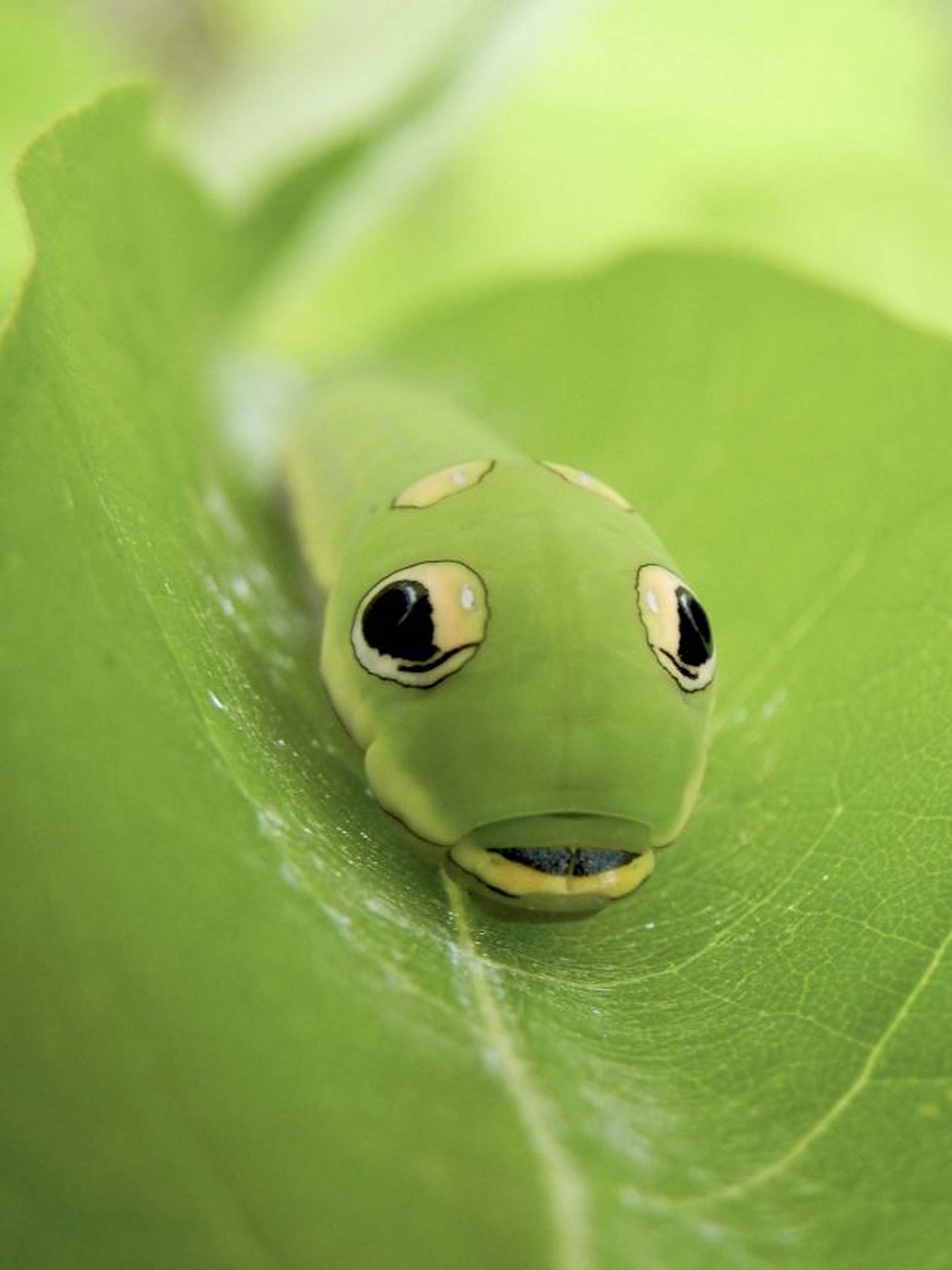 Caterpillar Insect 桌布 壁紙 — 一隻綠色毛毛蟲的特寫，帶有大眼睛狀斑點，棲息在充滿活力的綠葉上。