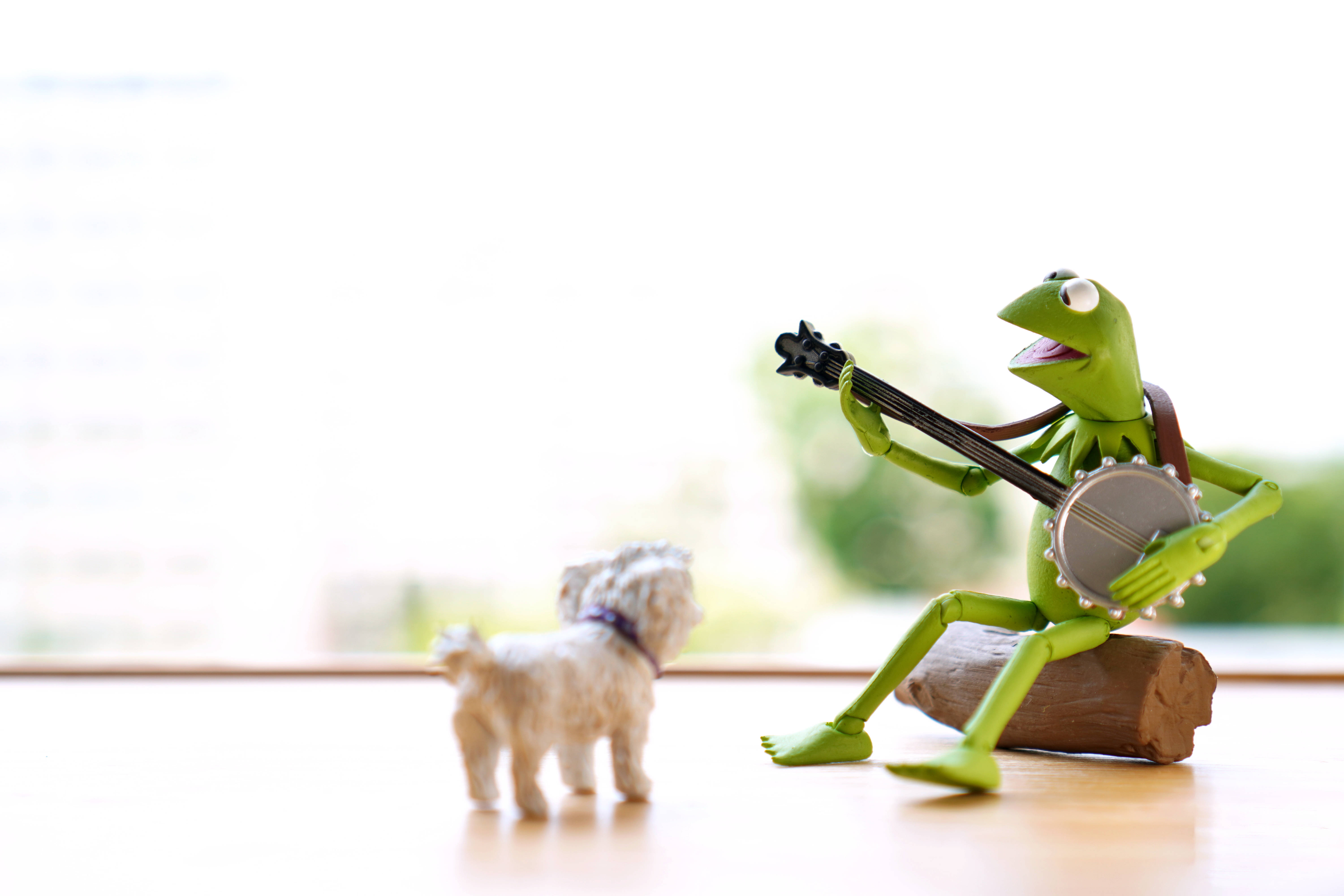 kermit 桌布 壁紙 — 一隻綠色的Kermit青蛙公仔正在彈奏班卓琴，而一隻小小的白色狗公仔在明亮的窗邊木質表面上觀看。