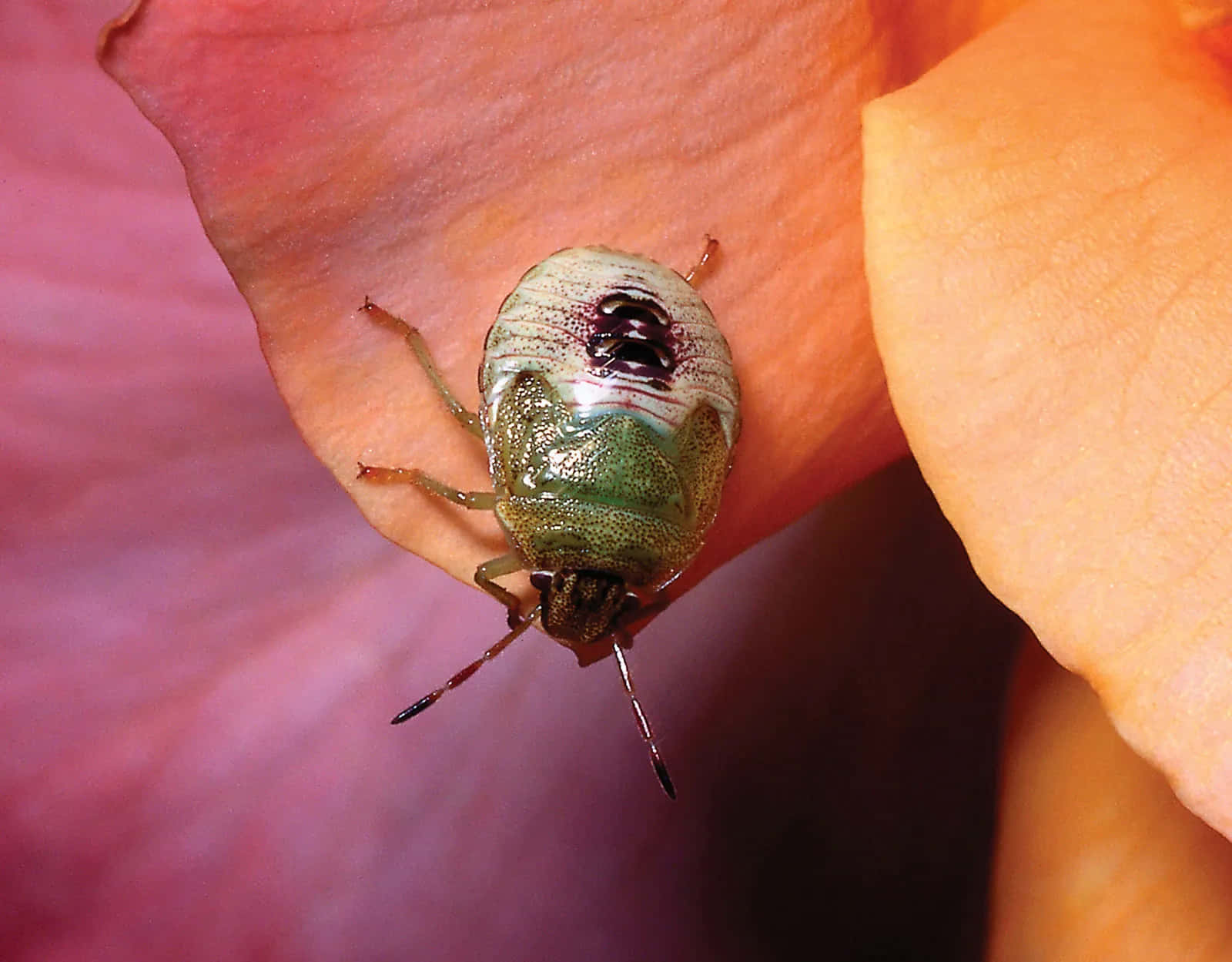 bug 桌布 壁紙 — 一隻綠色盾蝽停在柔軟的粉紅和橙色玫瑰花瓣上的特寫，色彩對比鮮明。