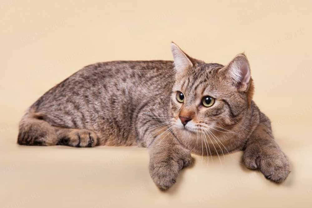 Pixie-bob Cat 桌布 壁紙 — 一隻綠色眼睛的虎斑貓放鬆地躺在米色表面上，平靜地凝視著相機。