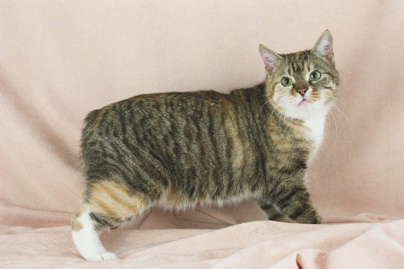 Manx Cat 桌布 壁紙 — 一隻綠色眼睛的虎斑貓站在柔軟的粉紅色布料背景上，警覺地直視相機。