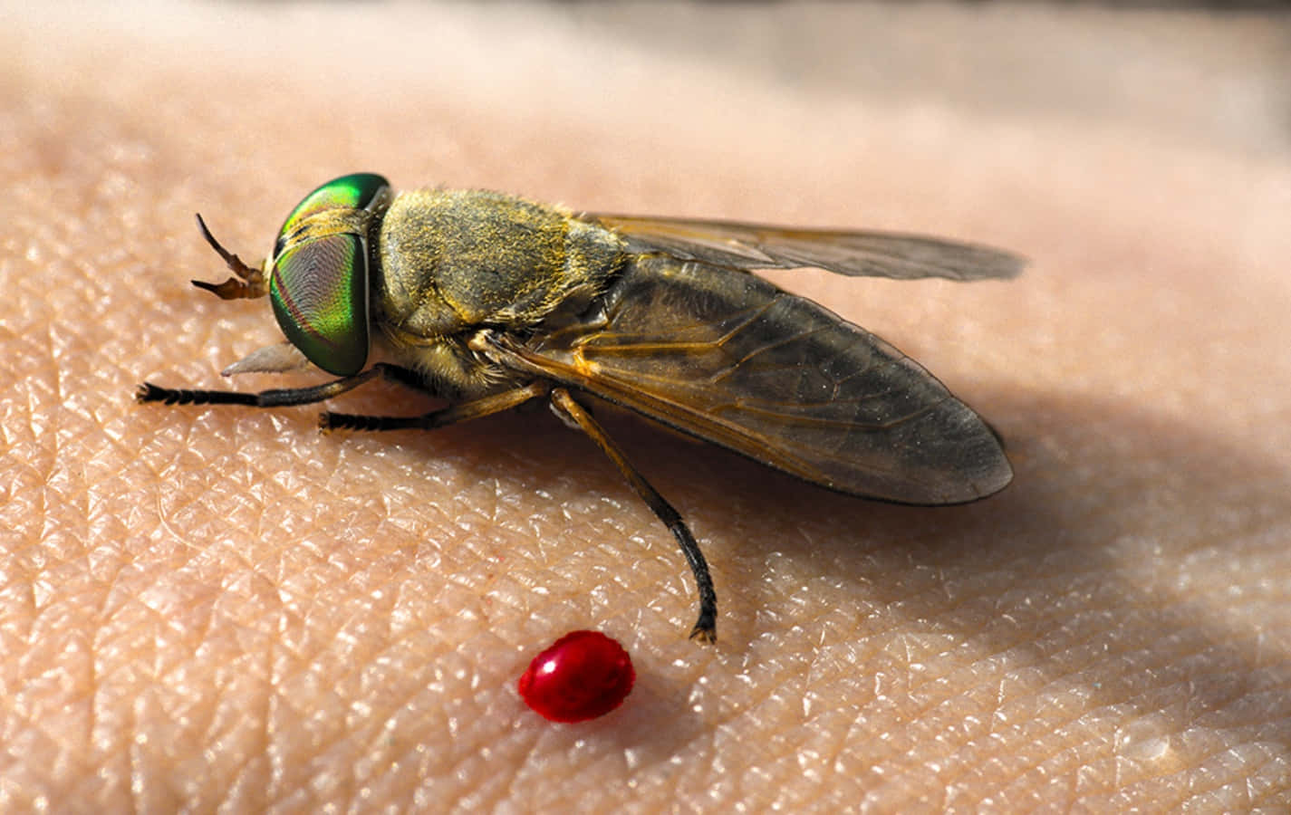 fly 桌布 壁紙 — 一隻綠色眼睛的馬蠅正在人類皮膚上進食的特寫，附近有一滴血。