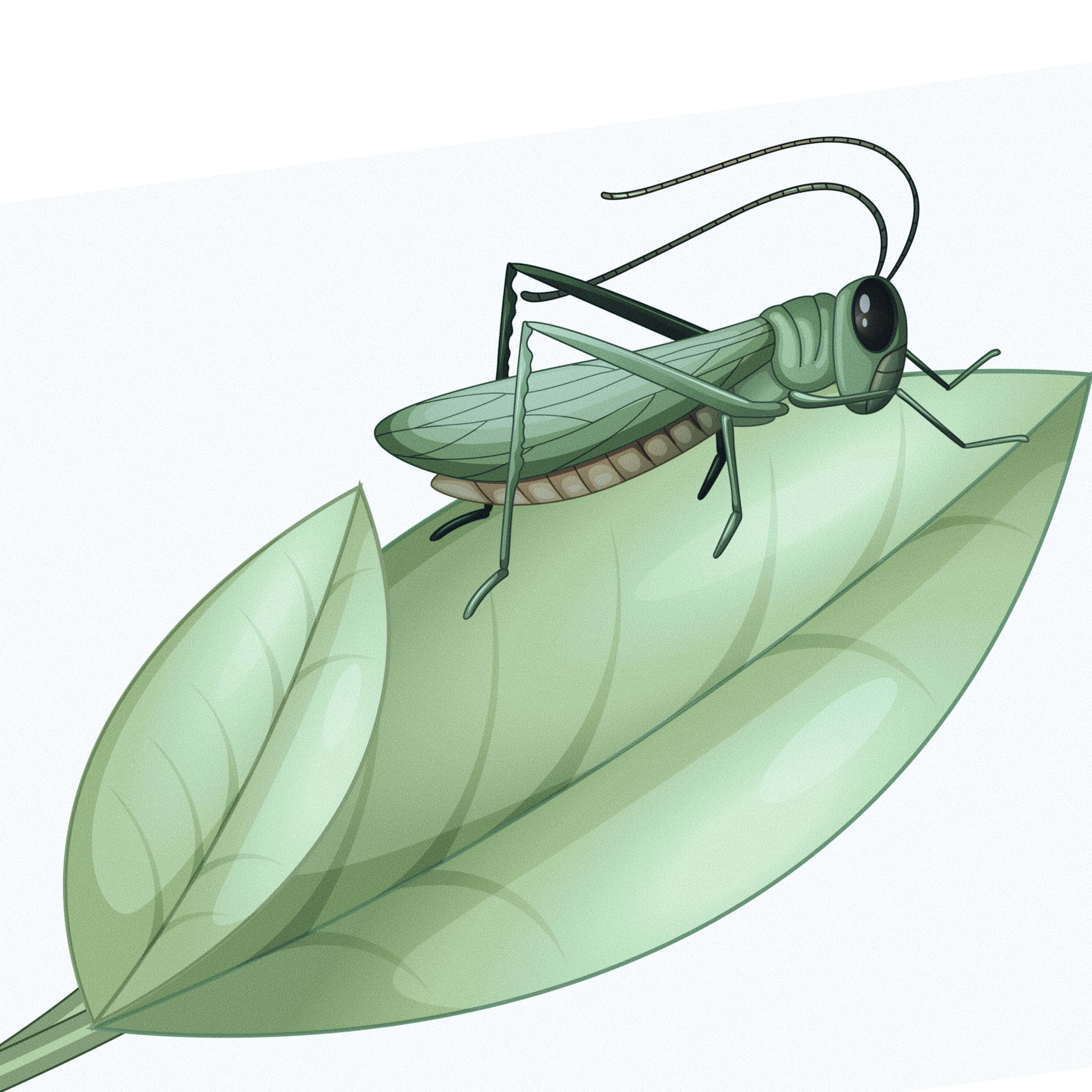 Grasshopper 桌布 壁紙 — 一隻綠色蚱蜢輕柔地停在一片淺綠色葉子上，背景是柔和的白色。