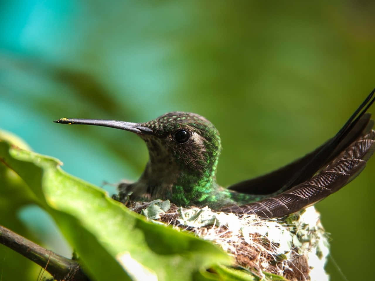 Female Hummingbird 桌布 壁紙 — 一隻綠色蜂鳥棲息在細小葉巢中的特寫，巢穴 nestled 在 vibrant 葉叢中。