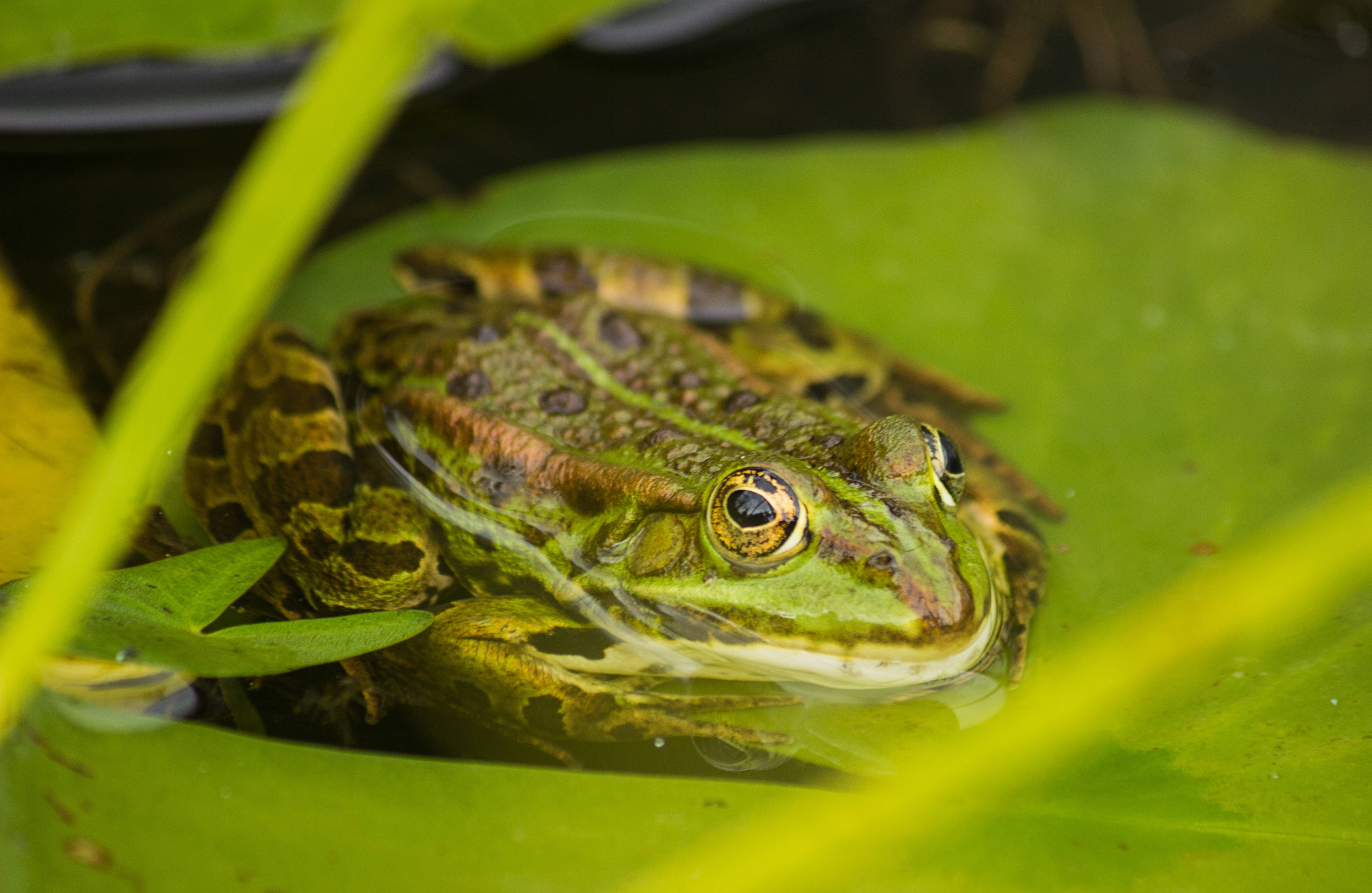 Frog 桌布 壁紙 — 一隻綠色青蛙，金色眼睛，在陽光普照的池塘中，棲息在睡蓮葉上的特寫。
