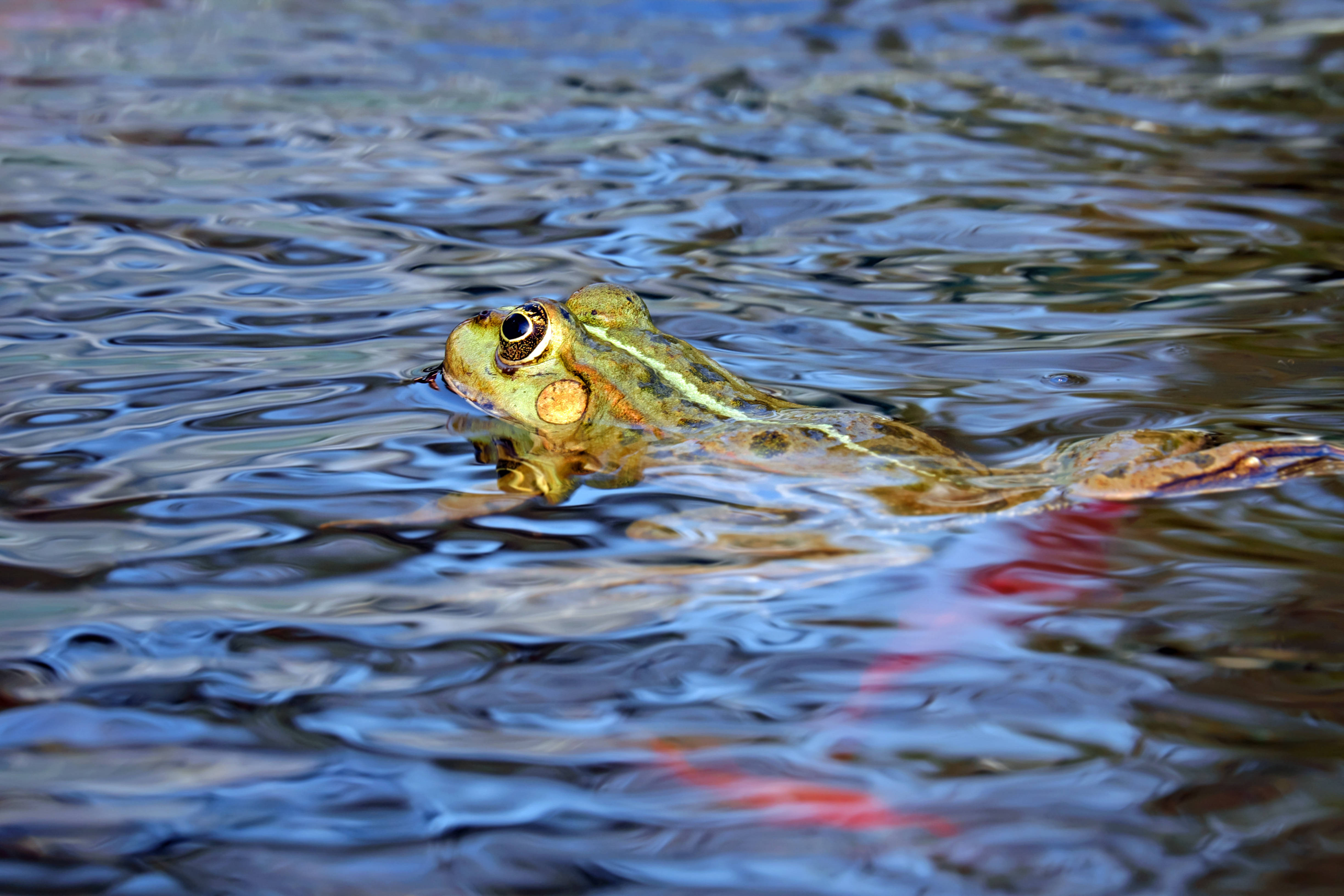 Frog 桌布 壁紙 — 一隻綠色青蛙，金色眼睛，平靜地漂浮在漣漪的水面上，倒映著藍天和紅葉的痕跡。