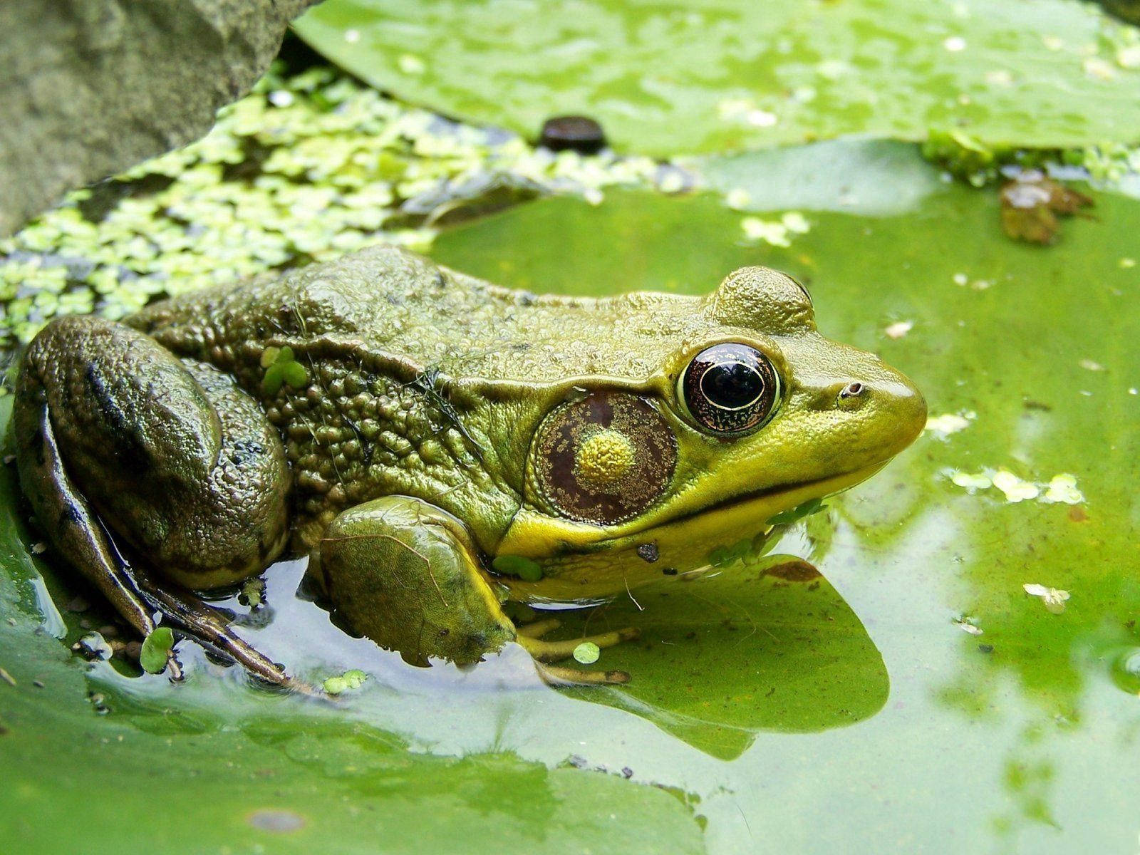 Frog 桌布 壁紙 — 一隻綠色青蛙在池塘的睡蓮葉上休息，周圍有浮藻和石頭的特寫。
