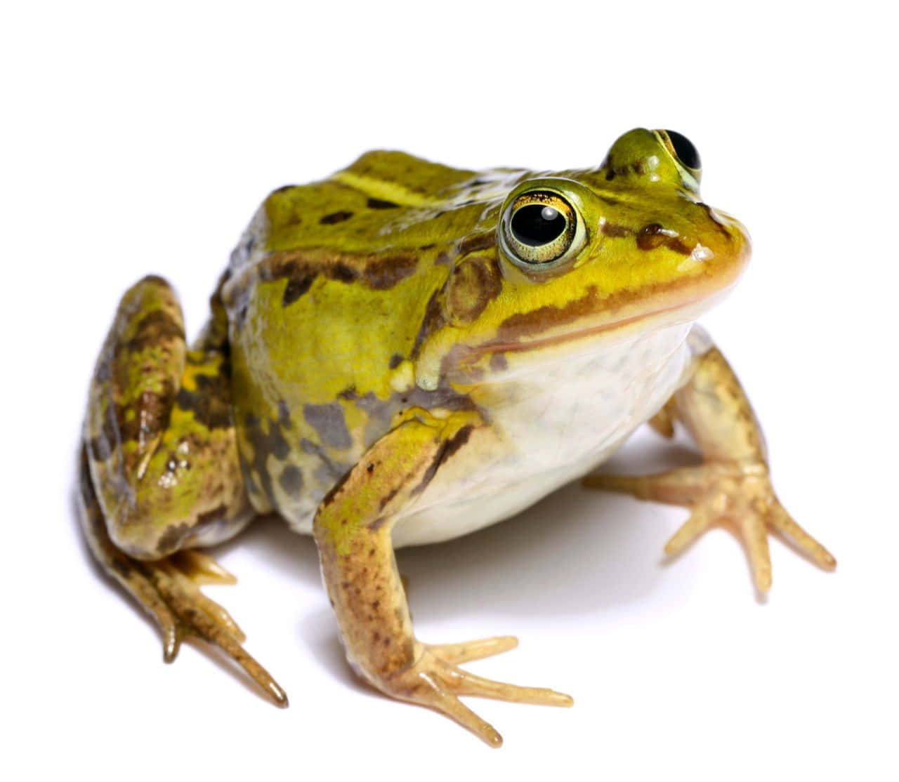 toad 桌布 壁紙 — 一隻綠色青蛙帶有棕色斑點坐在白色背景上的特寫照片。