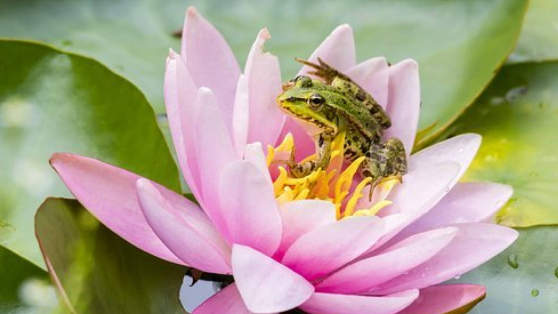 lily 桌布 壁紙 — 一隻綠色青蛙棲息在鮮豔的粉紅色睡蓮上，睡蓮有黃色雄蕊，周圍環繞著茂密的綠色睡蓮葉。