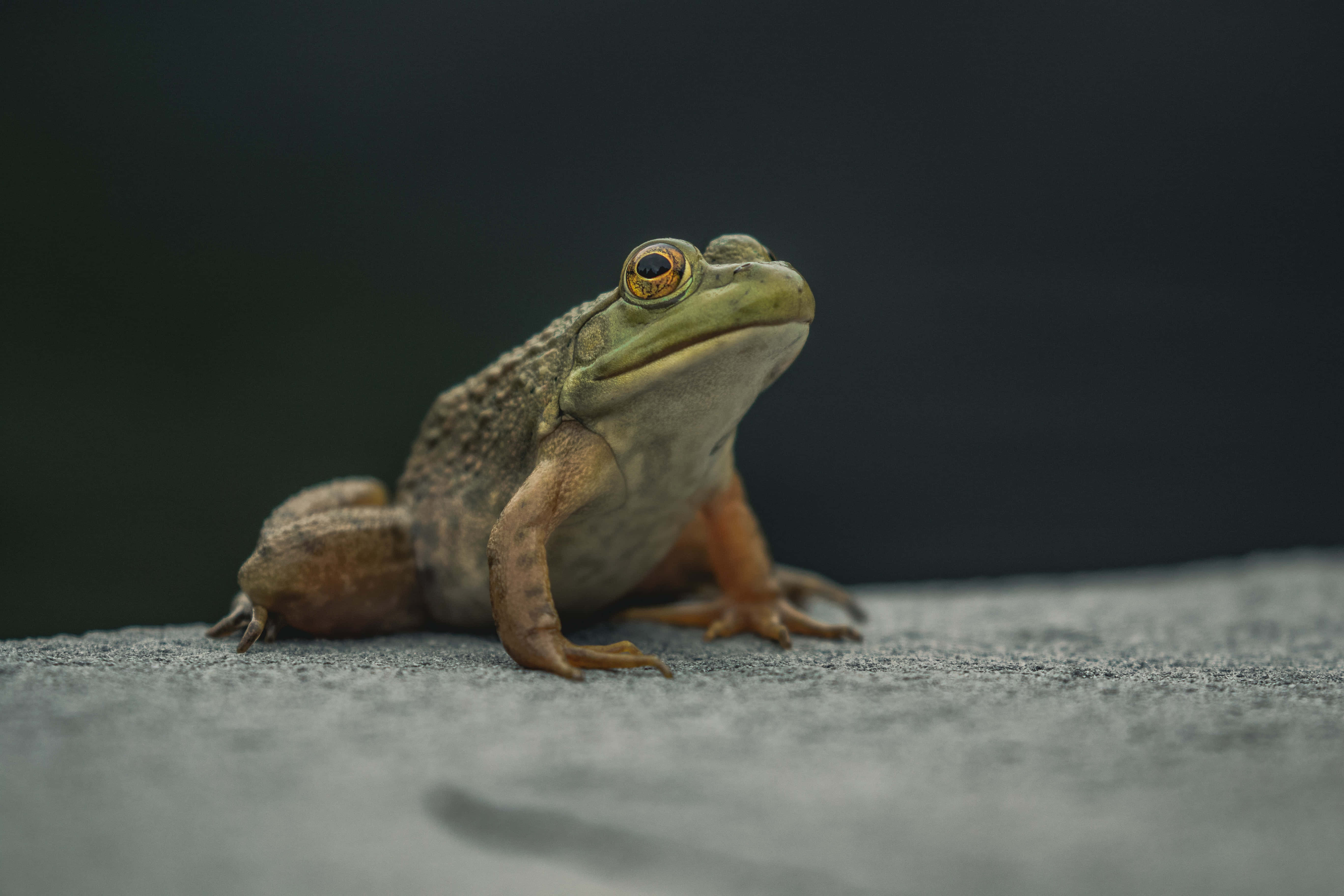 Frog 桌布 壁紙 — 一隻綠色青蛙金色眼睛的特寫，棲息在紋理灰色表面上，背景為深色模糊。