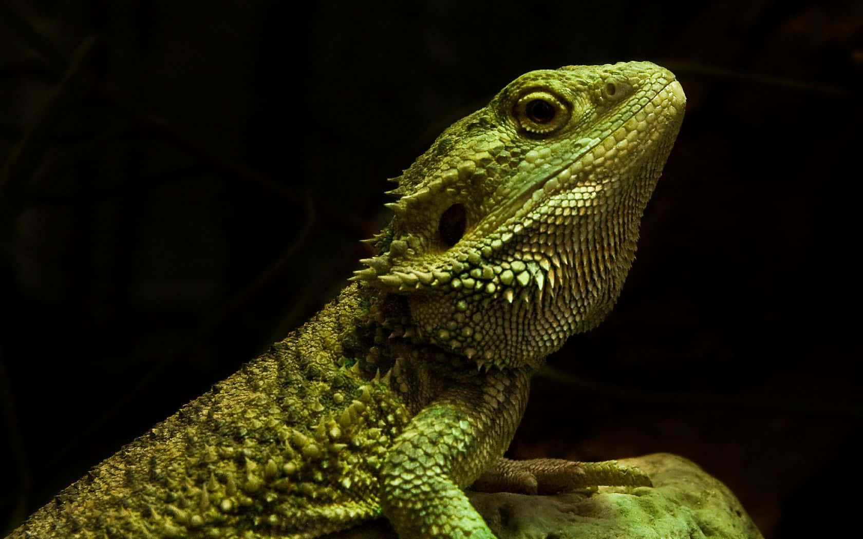 reptile 桌布 壁紙 — 一隻綠色鬍鬚龍棲息在岩石上的特寫，具有紋理鱗片和尖刺冠，在戲劇性燈光下。
