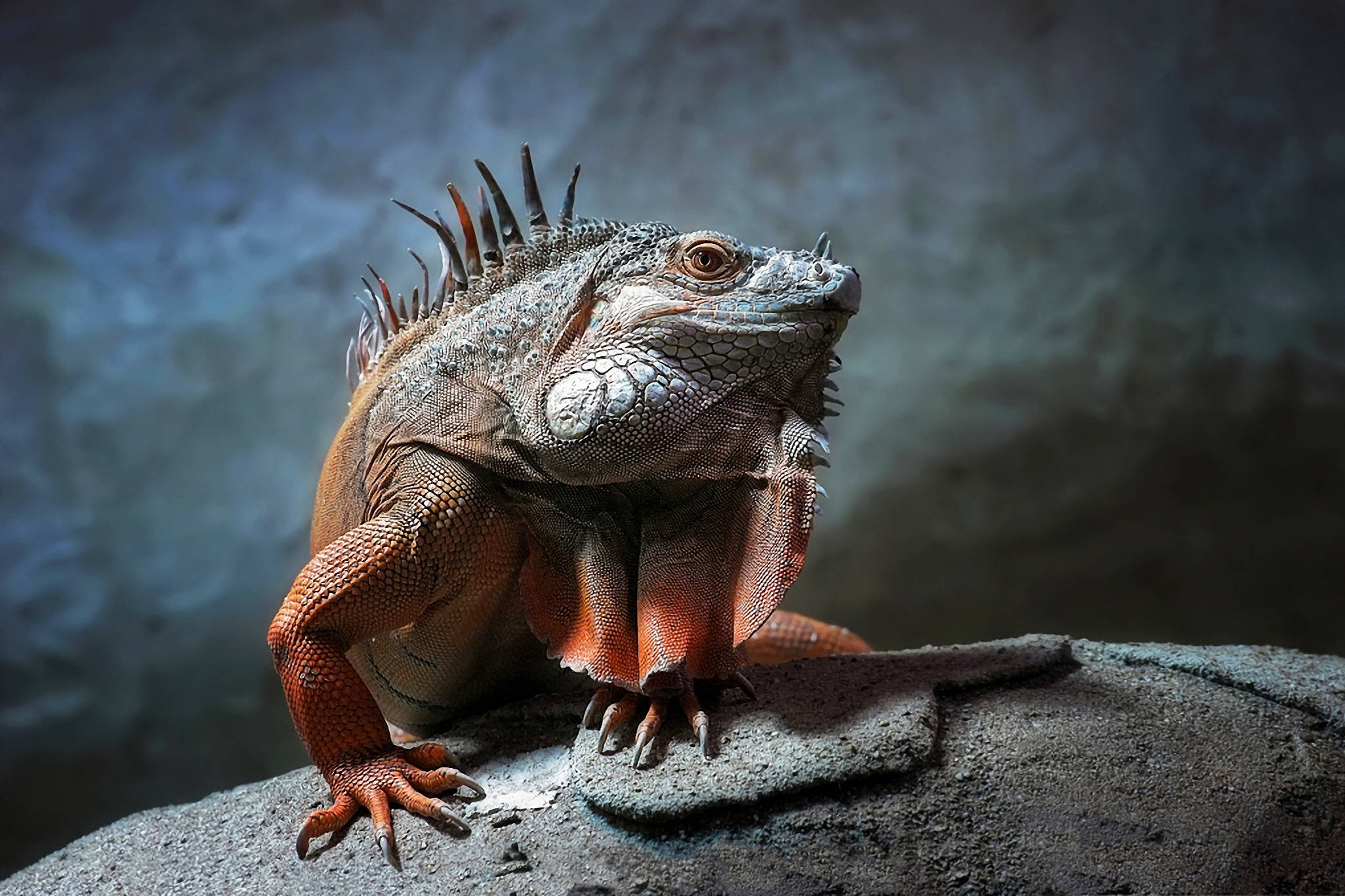 reptiles 桌布 壁紙 — 一隻綠色鬣蜥在戲劇性燈光下棲息在岩石上的詳細特寫，具有尖刺冠和紋理鱗片。