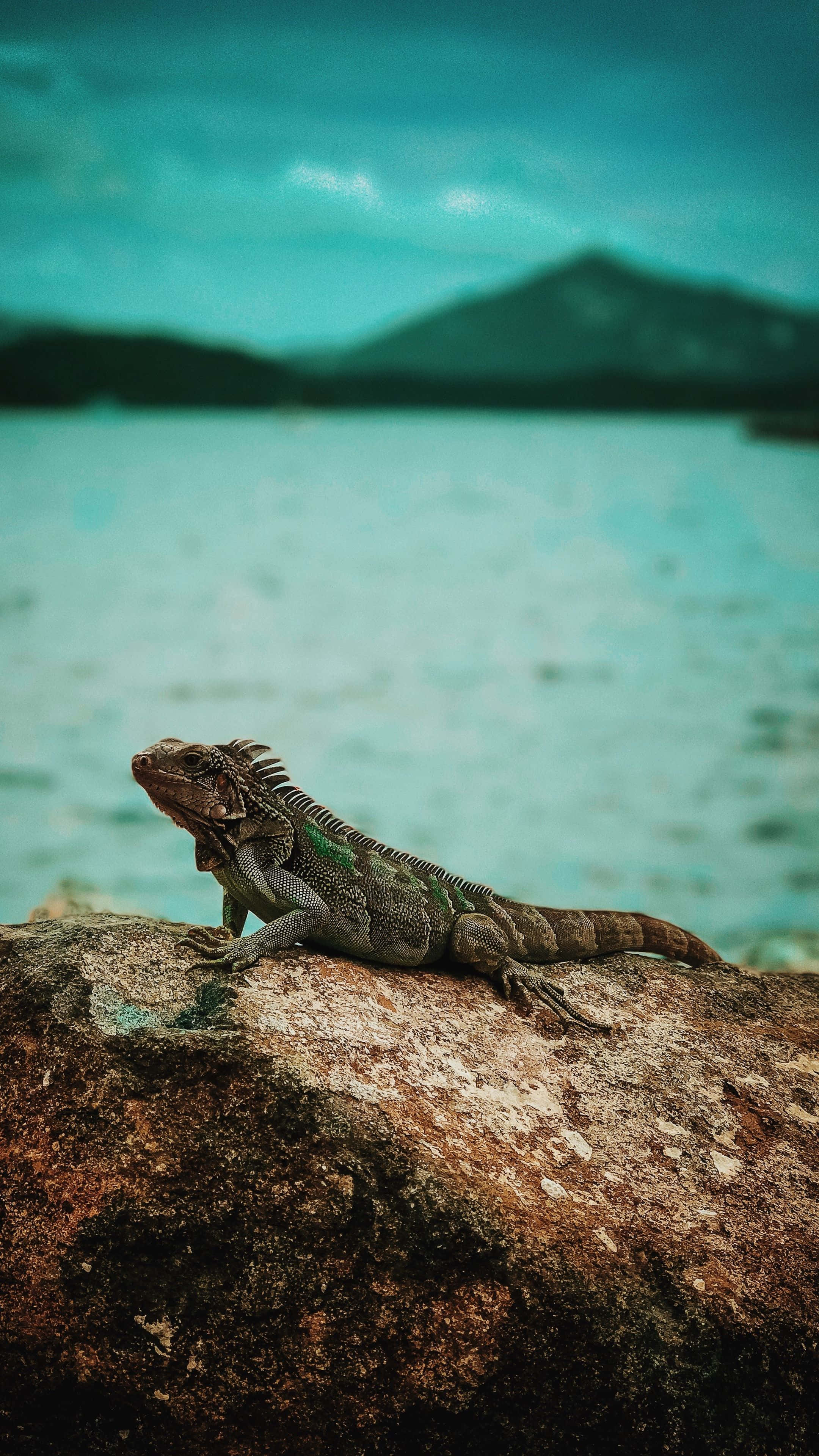 reptile 桌布 壁紙 — 一隻綠色鬣蜥在陽光普照的岩石上休息，旁邊是碧綠色的海水，遠山在憂鬱的藍綠色天空下。