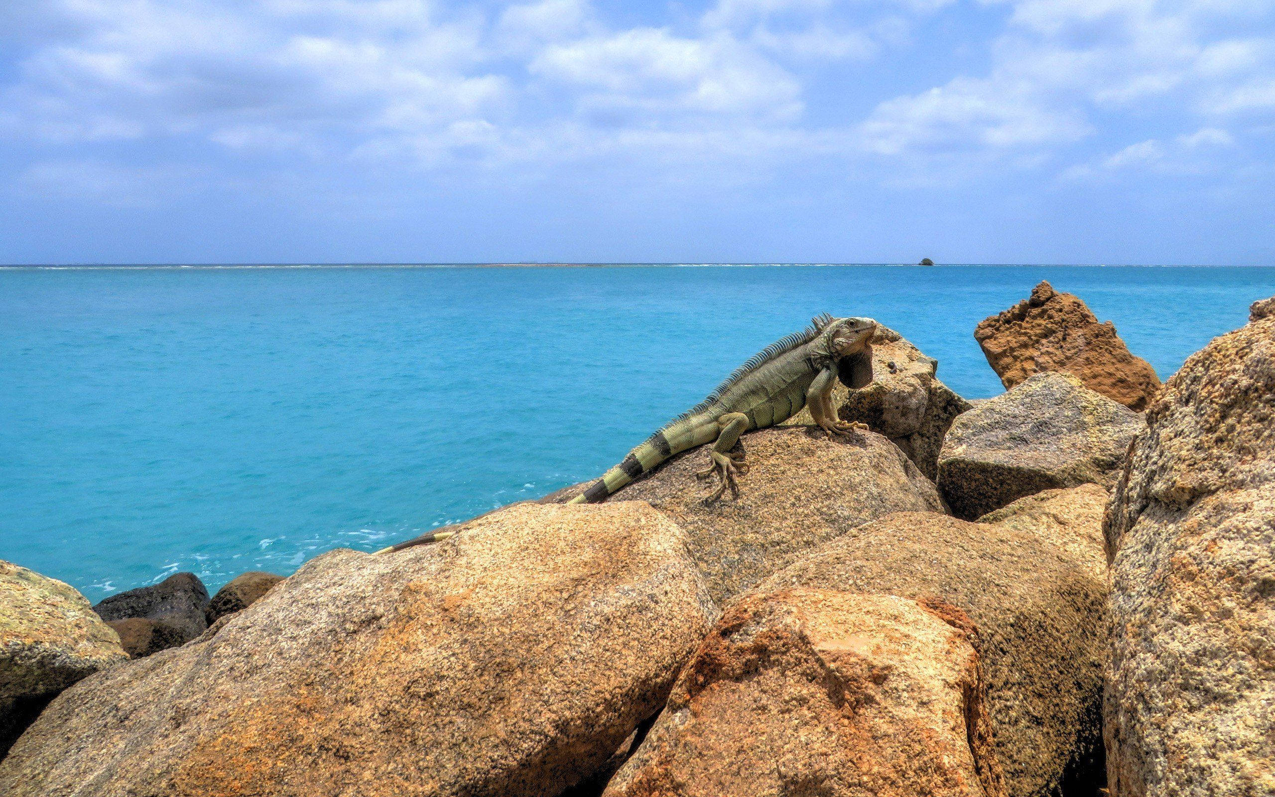 Aruba 桌布 壁紙 — 一隻綠色鬣蜥在陽光普照的岩石上曬太陽，俯瞰著部分多雲天空下的碧綠海洋。