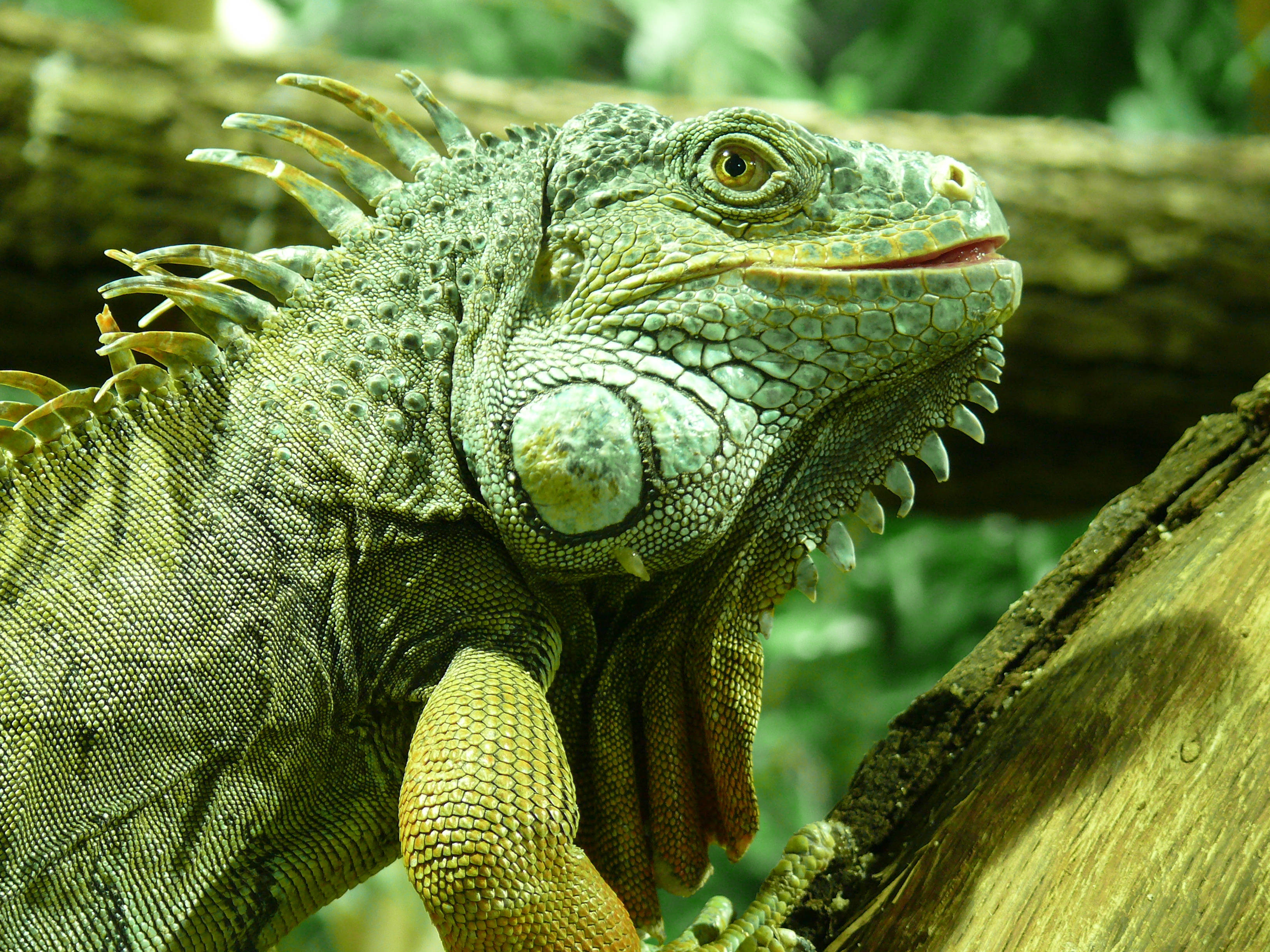reptile 桌布 壁紙 — 一隻綠色鬣蜥棲息在圓木上的特寫，具有詳細的鱗片和棘刺，位於茂密的森林環境中。