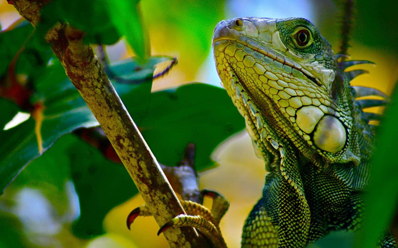 reptile 桌布 壁紙 — 一隻綠色鬣蜥棲息在樹枝上，周圍是茂密的樹葉，在充滿活力的熱帶陽光下的特寫。