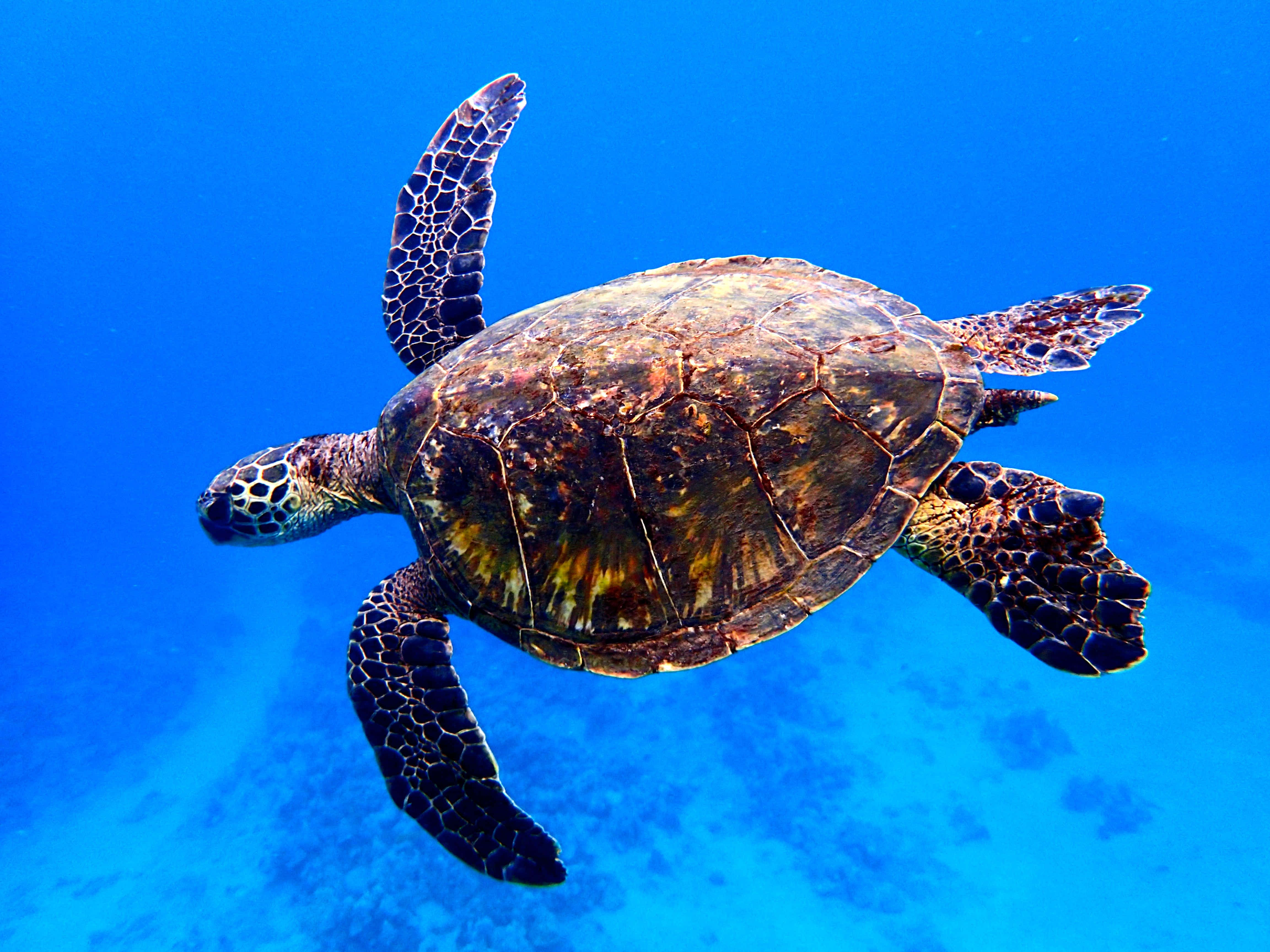 sea turtle 桌布 壁紙 — 一隻綠蠵龜優雅地滑過充滿活力的藍色海水，下方可見珊瑚礁。