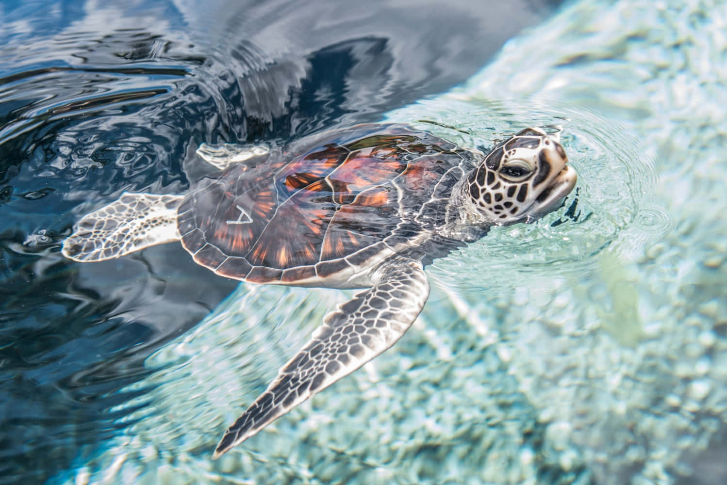 sea turtle 桌布 壁紙 — 一隻綠蠵龜優雅地滑過清澈的碧綠海水，其帶有圖案的龜殼和鰭狀肢周圍泛起漣漪。