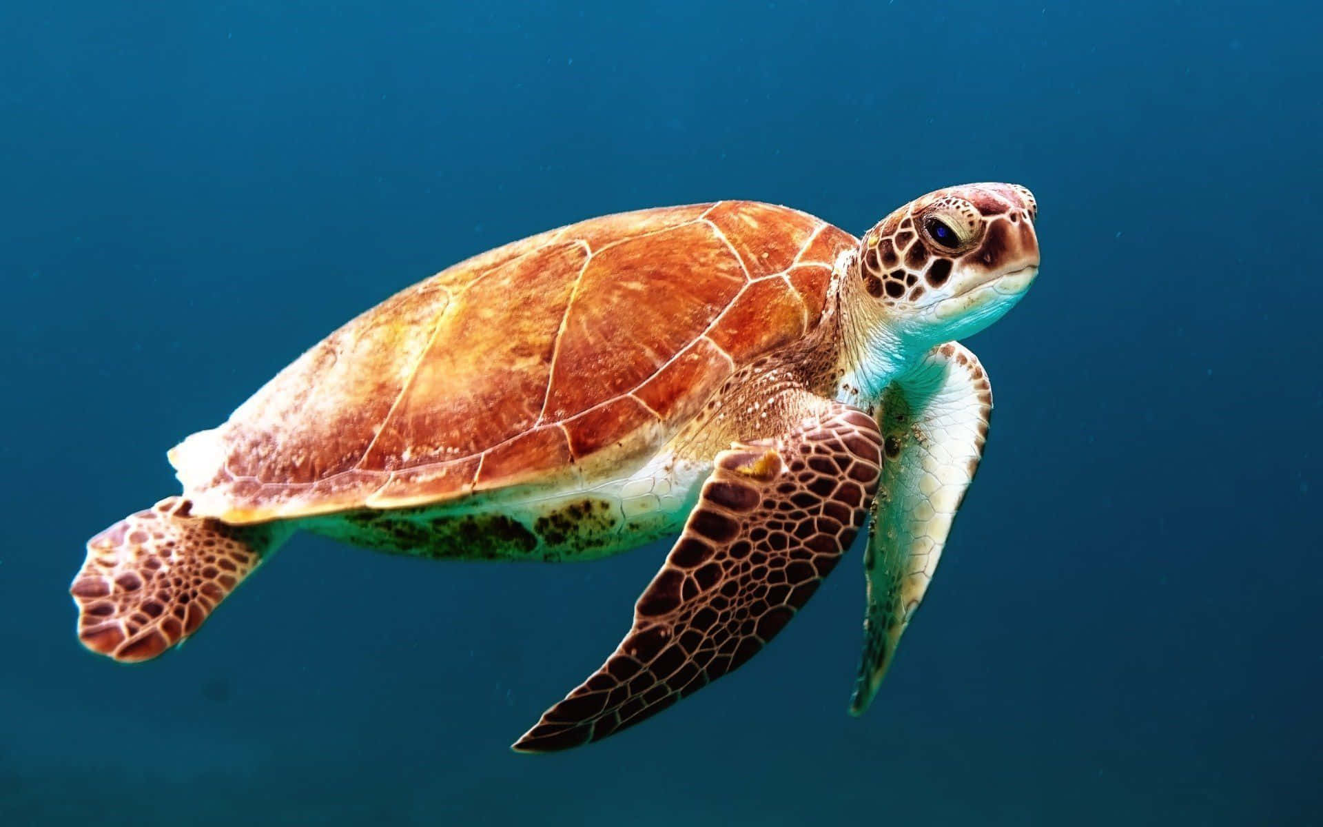 sea turtle 桌布 壁紙 — 一隻綠蠵龜優雅地滑過清澈的藍色海水，陽光從上方穿透而下。