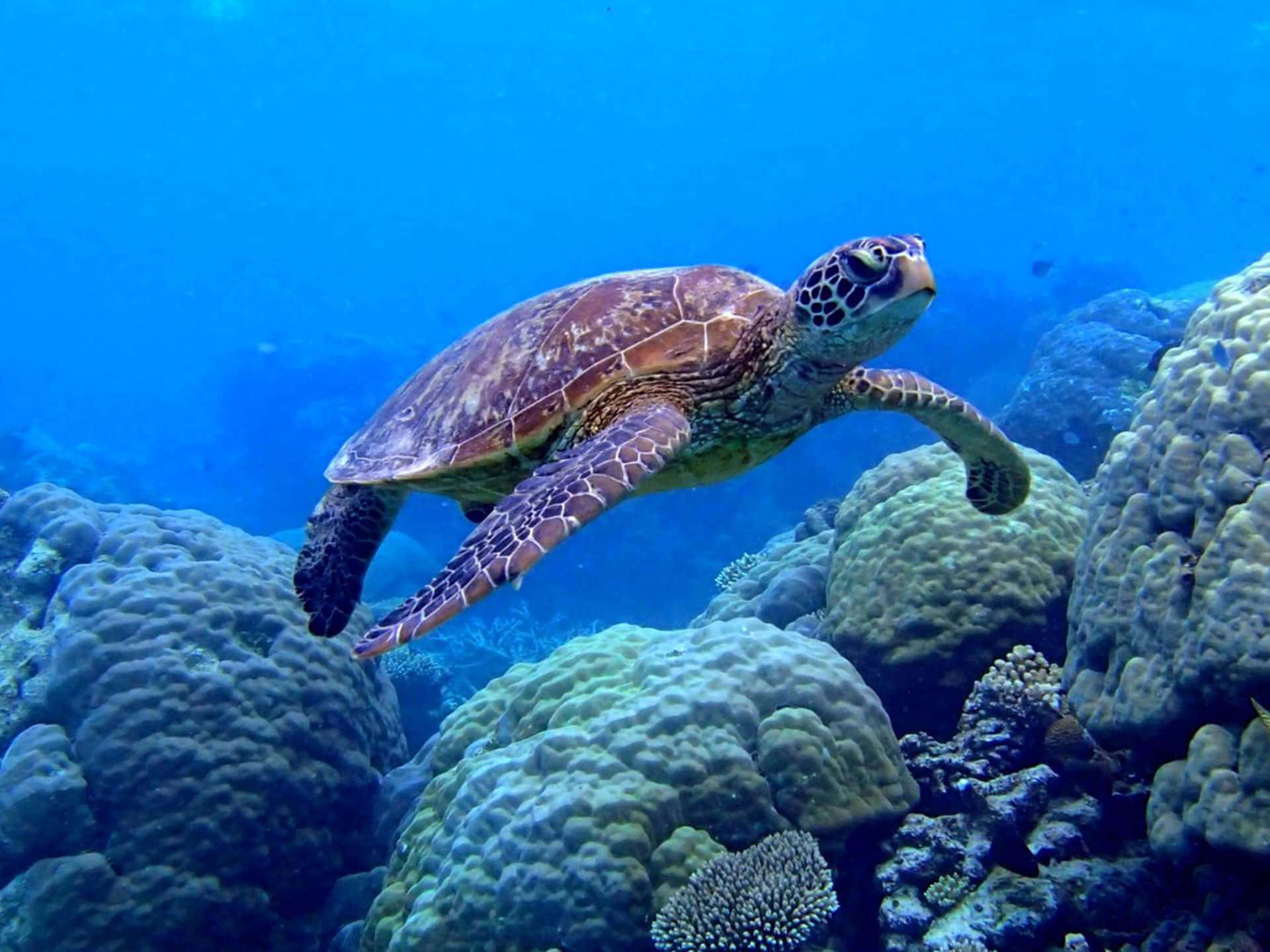 sea turtle 桌布 壁紙 — 一隻綠蠵龜在充滿活力的藍色海水中，優雅地滑過紋理豐富的珊瑚群。