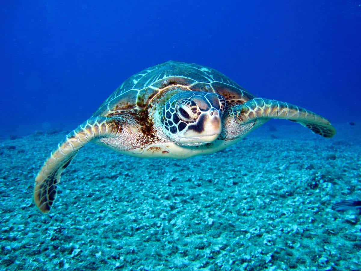 environment 桌布 壁紙 — 一隻綠蠵龜在水晶般清澈的碧藍海水中，優雅地滑過陽光普照的珊瑚礁。