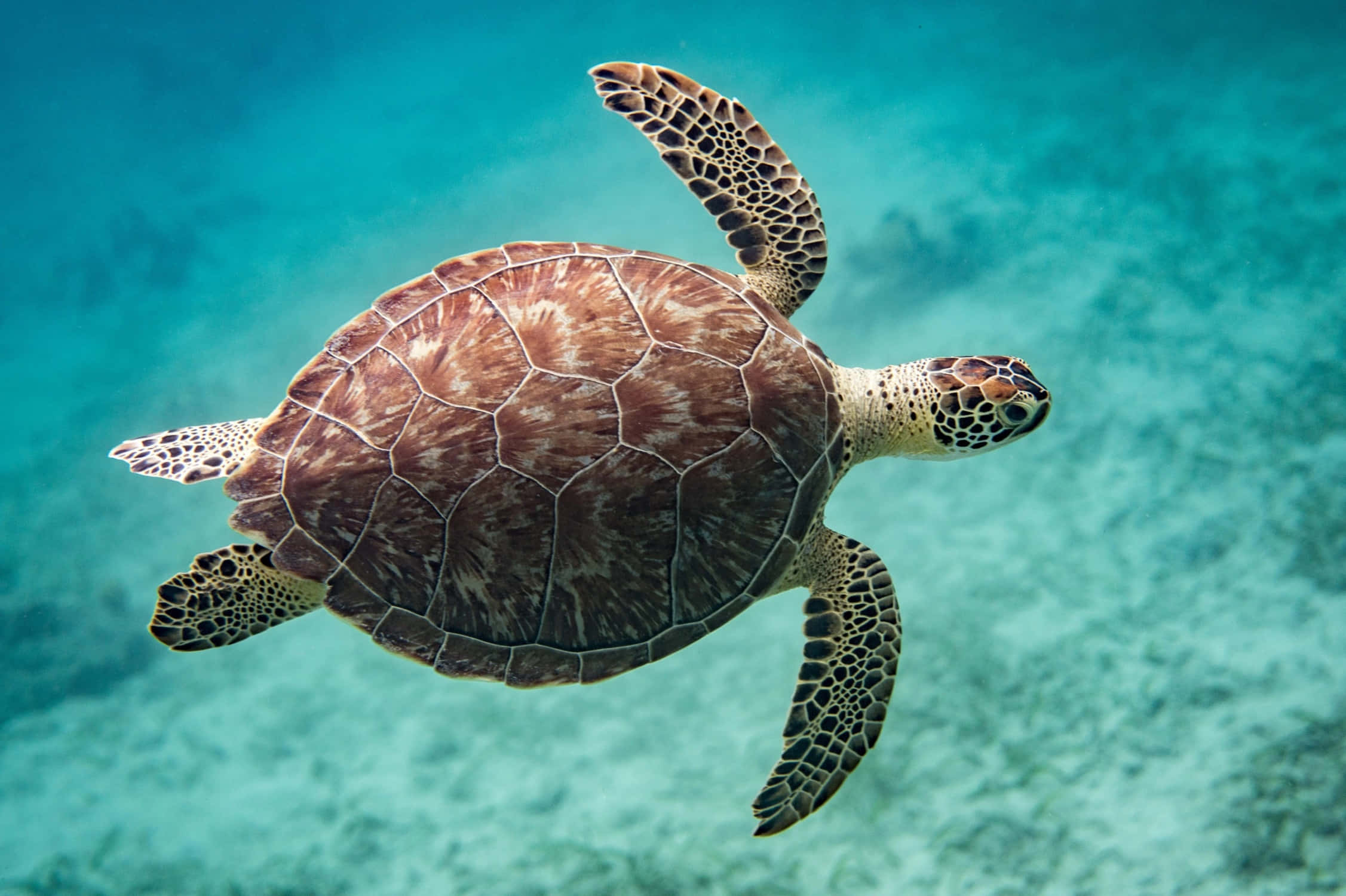 Turtle 桌布 壁紙 — 一隻綠蠵龜在沙質海床上方清澈的碧綠海水中優雅地滑行。