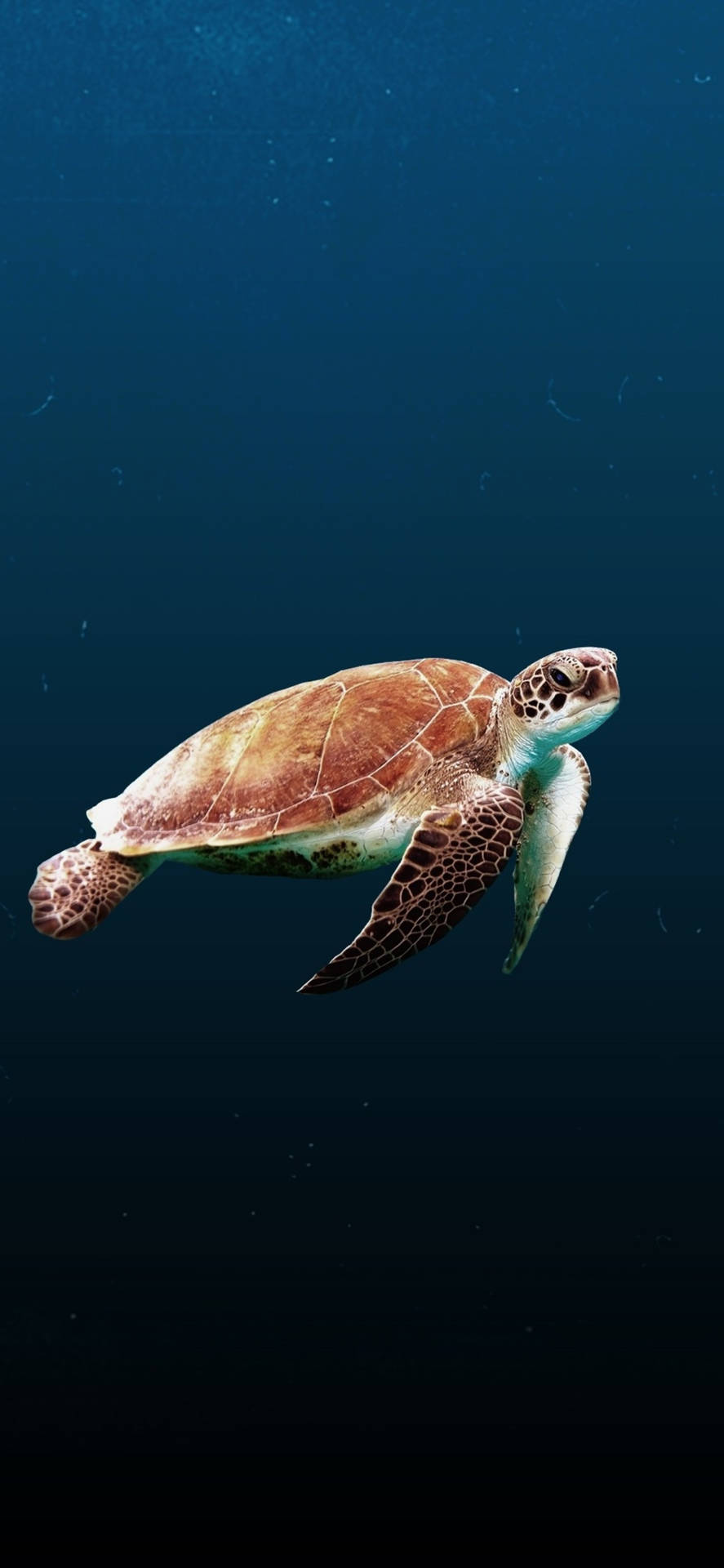 Sea Turtle iPhone 桌布 壁紙 — 一隻綠蠵龜在深藍色的海水中優雅地滑行，陽光從上方過濾而下。