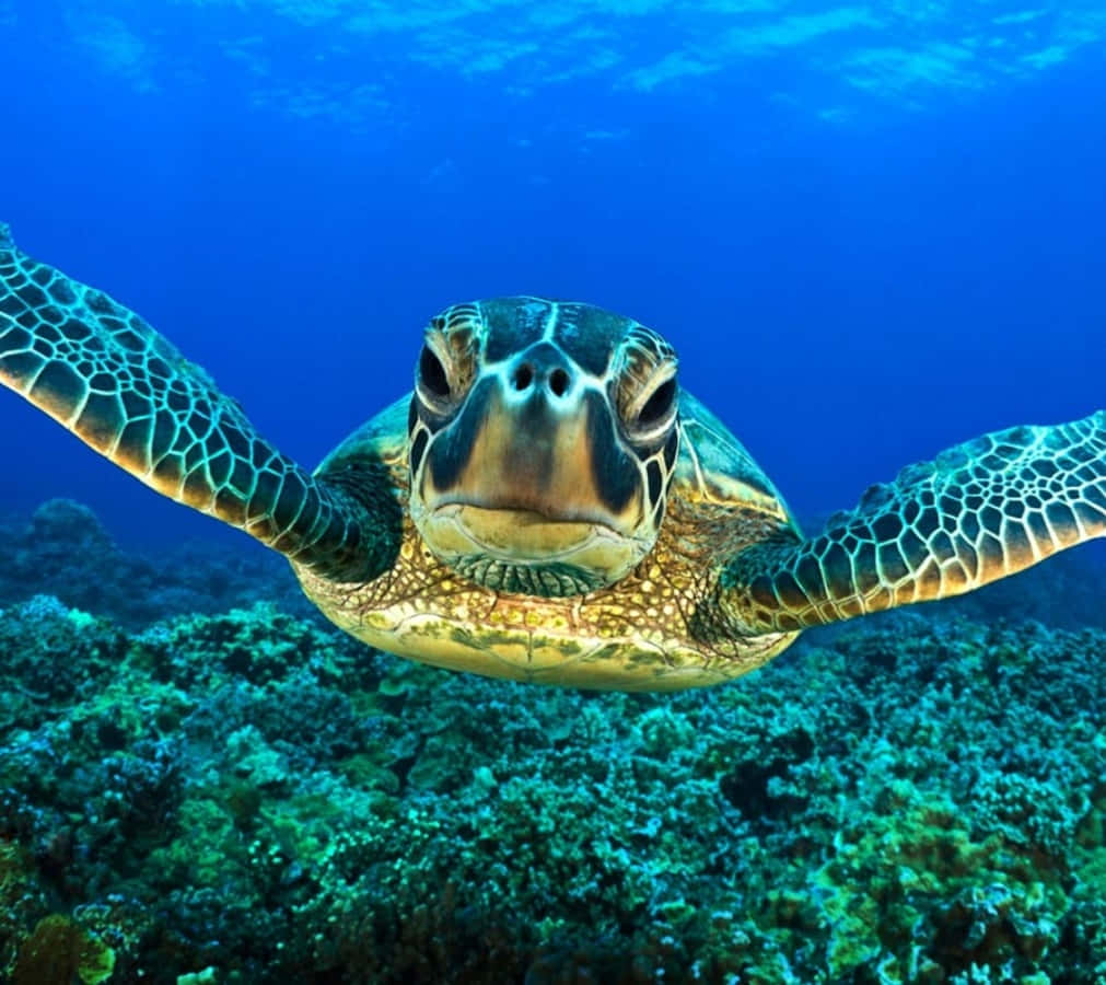 Sea Animal 桌布 壁紙 — 一隻綠蠵龜在清澈湛藍的海水下，優雅地滑過充滿活力的珊瑚礁。