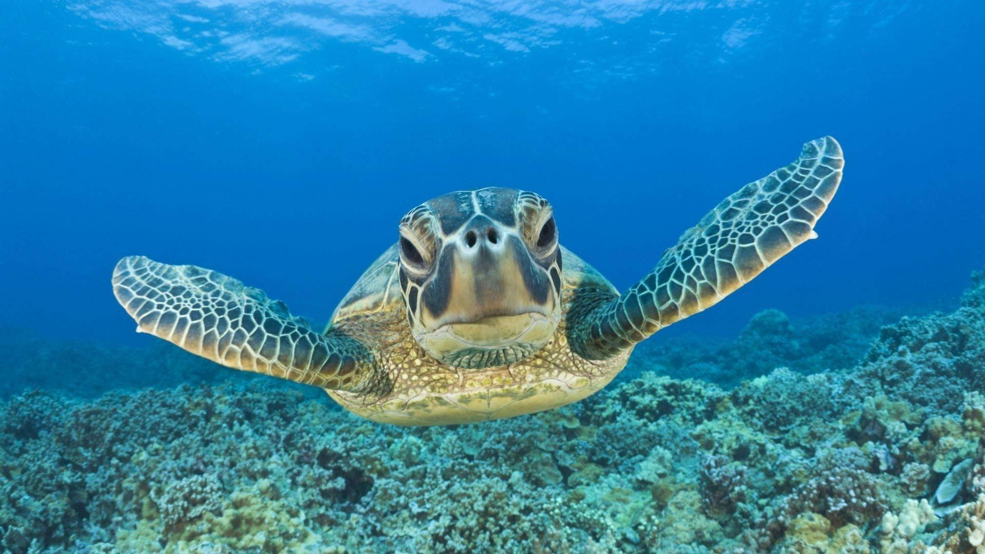 Turtle 桌布 壁紙 — 一隻綠蠵龜在清澈湛藍的海水下，優雅地滑翔在色彩繽紛的珊瑚礁上方。