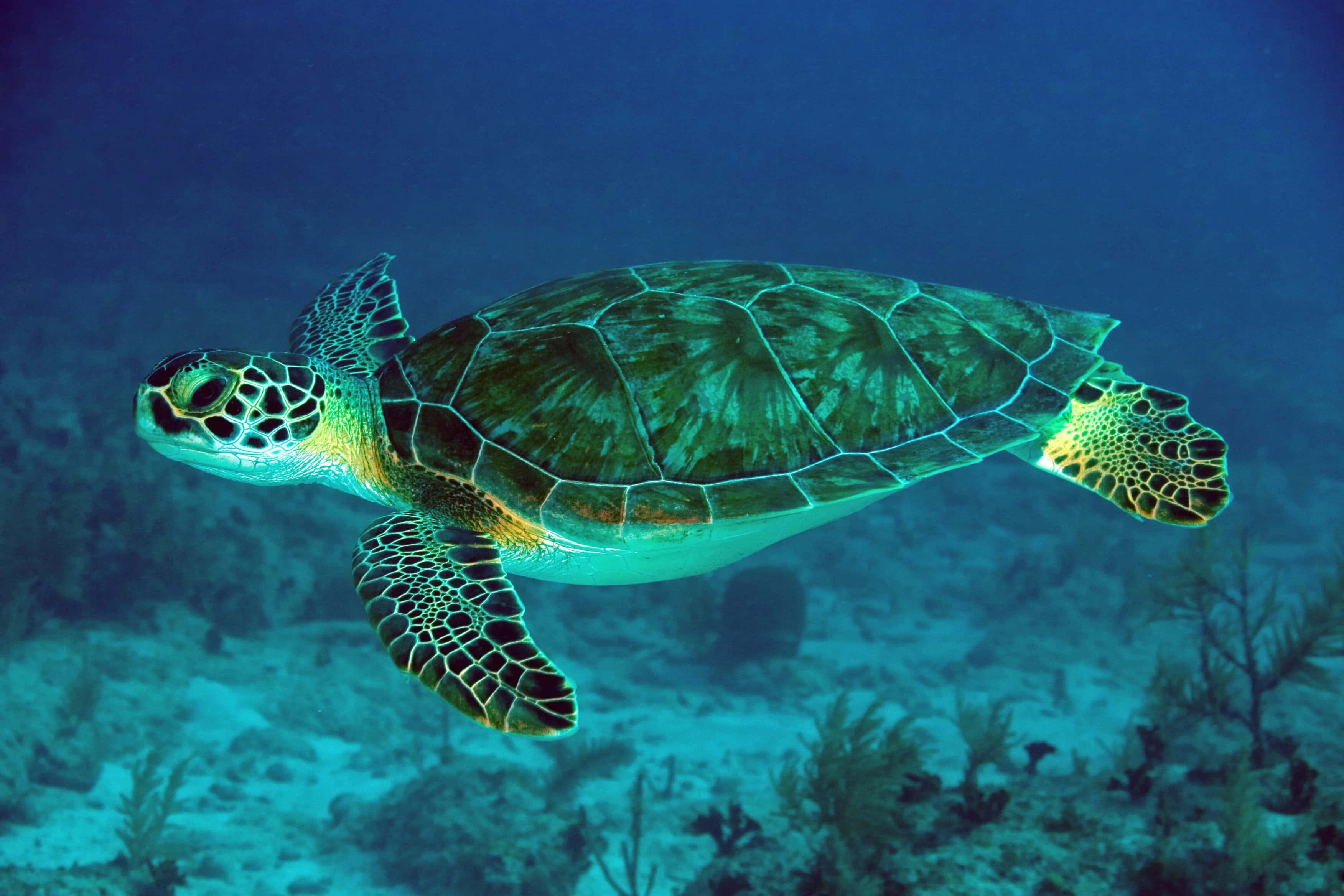 sea turtle 桌布 壁紙 — 一隻綠蠵龜在清澈湛藍的海水中優雅地滑行，下方是點綴著珊瑚和海洋植物的沙質海床。