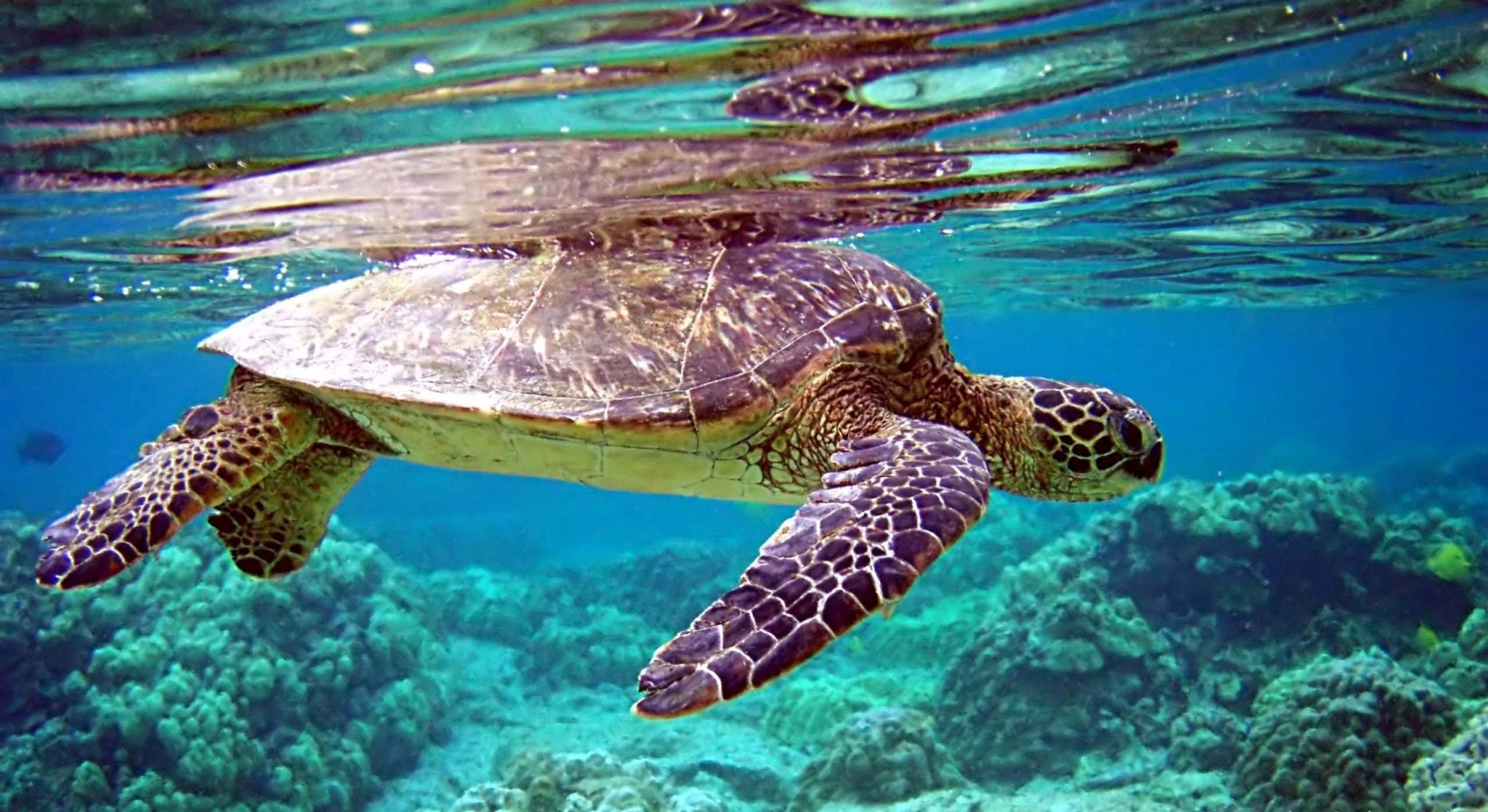 Turtle 桌布 壁紙 — 一隻綠蠵龜在清澈的碧綠海水上優雅地滑過充滿活力的珊瑚礁。