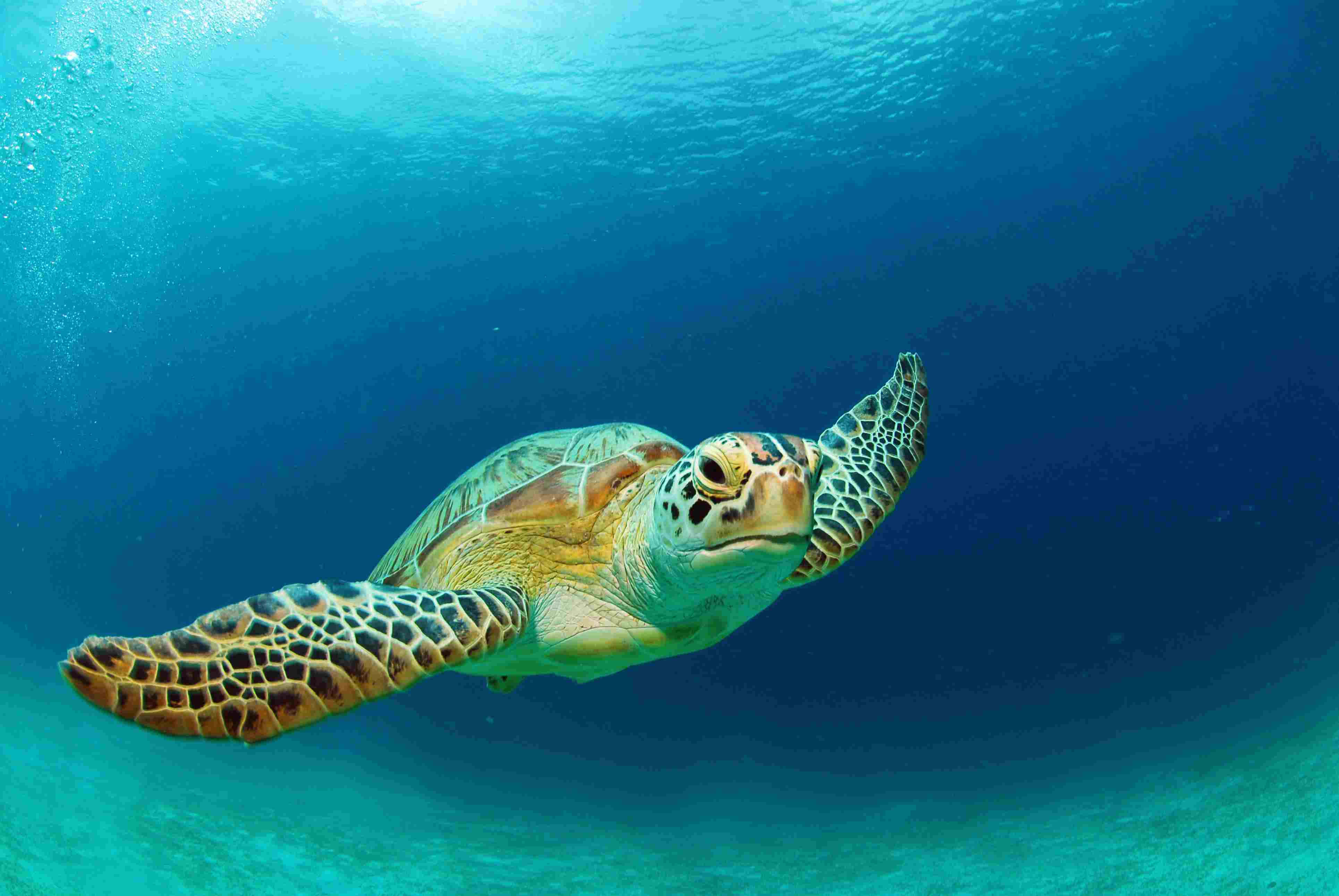 sea turtle 桌布 壁紙 — 一隻綠蠵龜在清澈的碧綠海水中優雅地滑行，陽光從上方穿透而下。