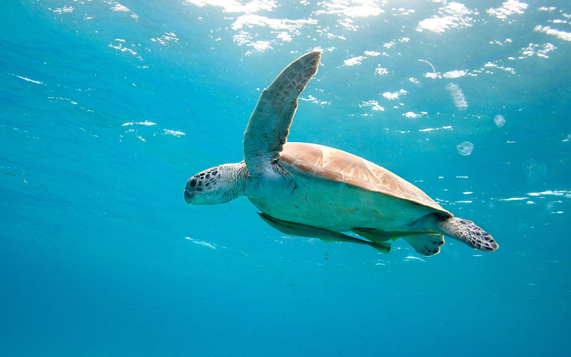 Turtle 桌布 壁紙 — 一隻綠蠵龜在清澈的碧綠海水中優雅地滑行，陽光從上方穿透下來。