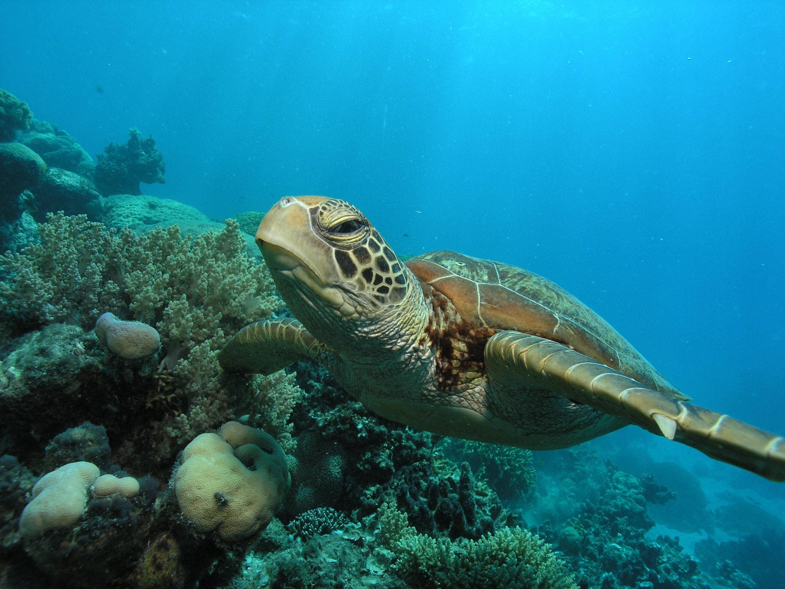 Aquatic 桌布 壁紙 — 一隻綠蠵龜在清澈的碧藍海水中優雅地滑過色彩繽紛的珊瑚群。