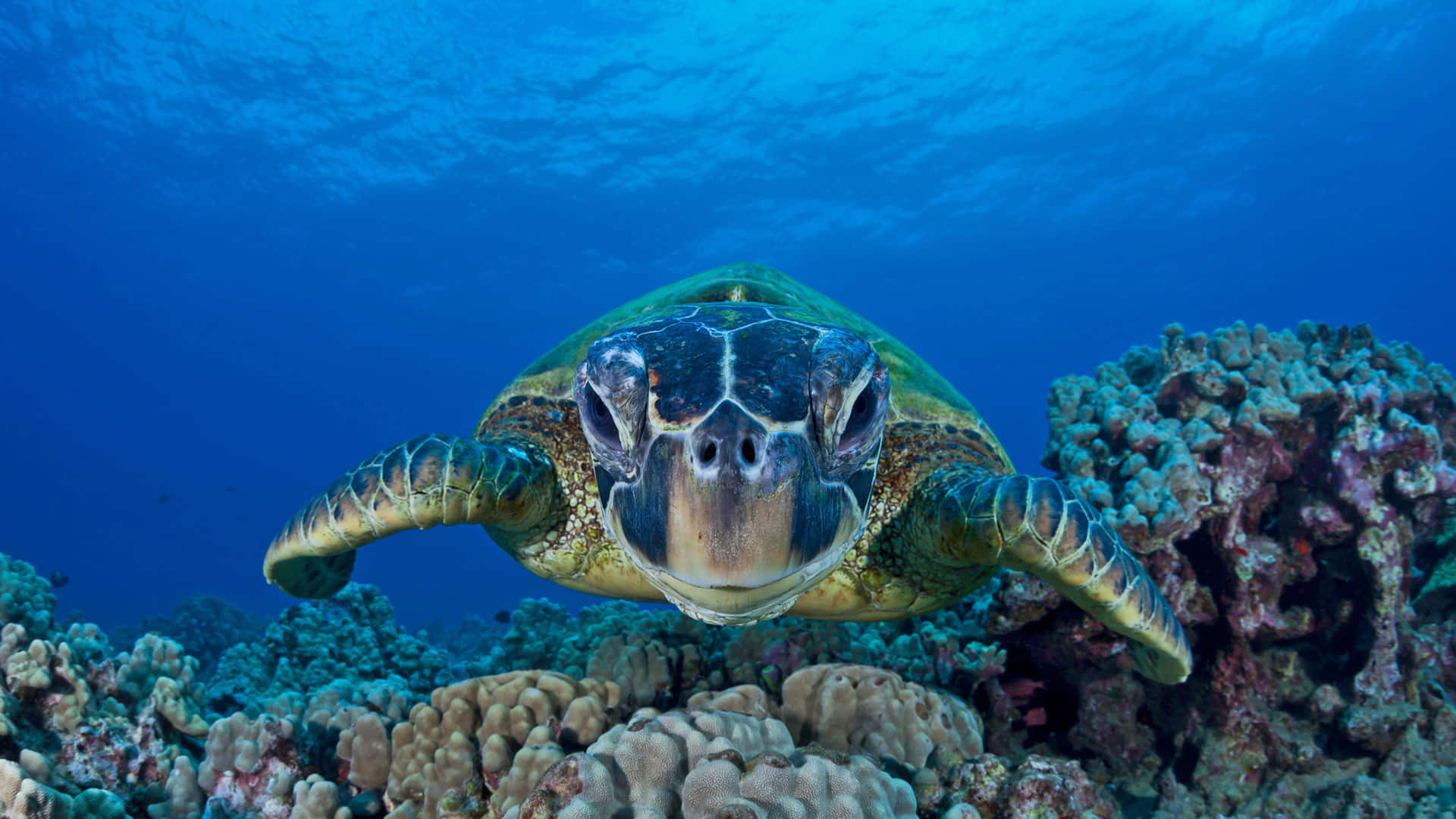 sea turtle 桌布 壁紙 — 一隻綠蠵龜在清澈的藍色海水下，優雅地游向鏡頭，上方是色彩繽紛的珊瑚礁。