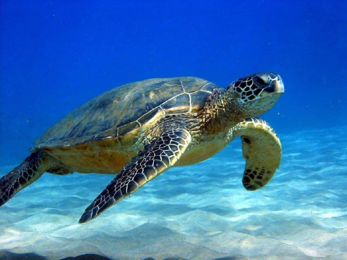 Turtle 桌布 壁紙 — 一隻綠蠵龜在清澈的藍色海水下，優雅地滑過陽光照耀的沙質海底。