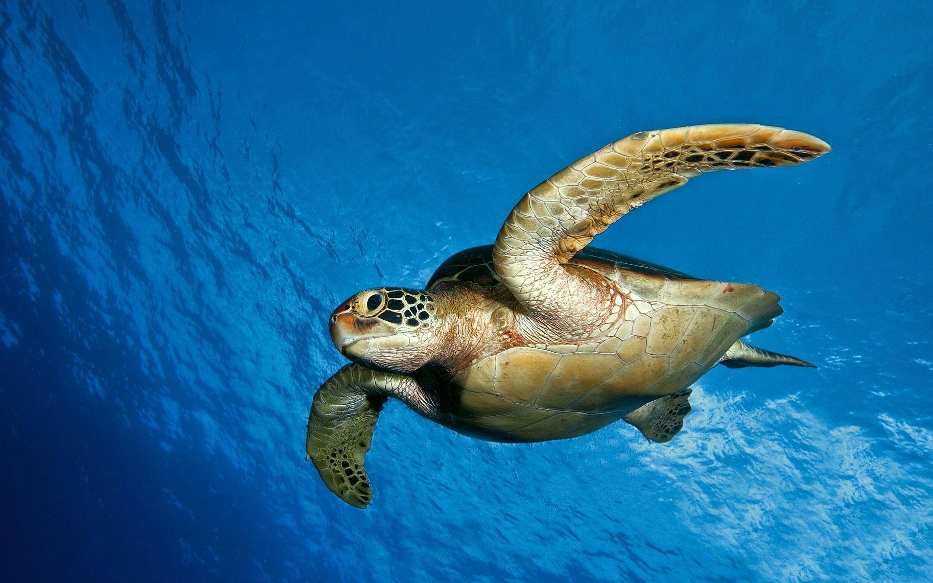 Turtle 桌布 壁紙 — 一隻綠蠵龜在清澈的藍色海水中優雅地滑行，陽光從上方穿透下來。