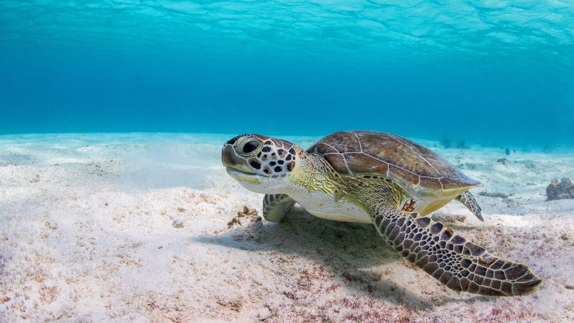 Turtle 桌布 壁紙 — 一隻綠蠵龜在清澈碧綠的海水下，優雅地滑過陽光普照的沙質海底。