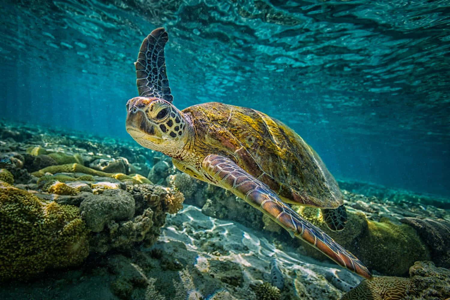 Turtle 桌布 壁紙 — 一隻綠蠵龜在清澈碧綠的海水下，優雅地滑過陽光照耀的珊瑚礁。