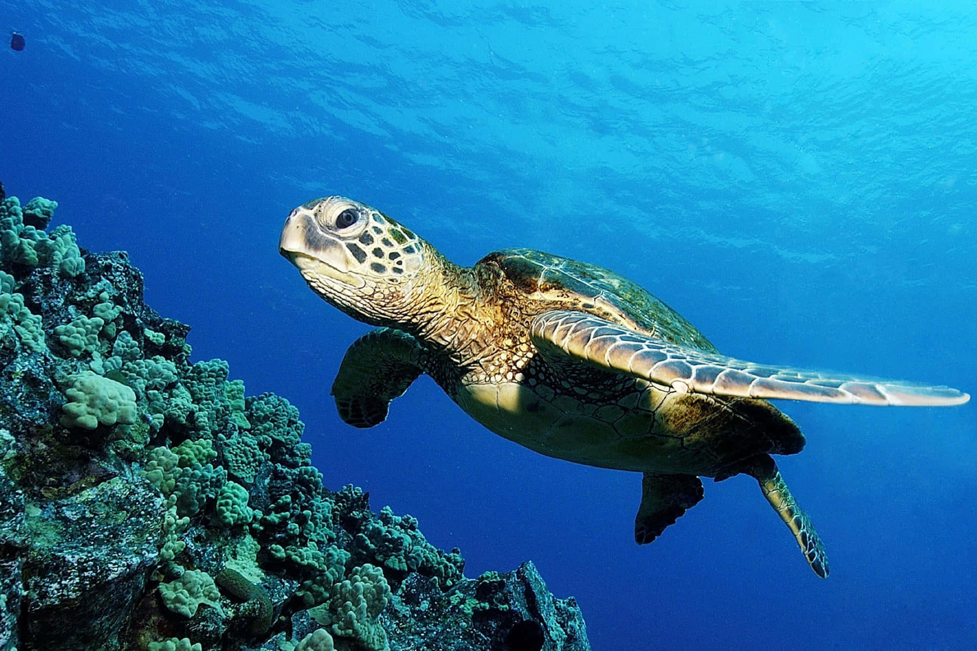Sea Animal 桌布 壁紙 — 一隻綠蠵龜在清澈碧藍的海水中優雅地滑過色彩繽紛的珊瑚群。
