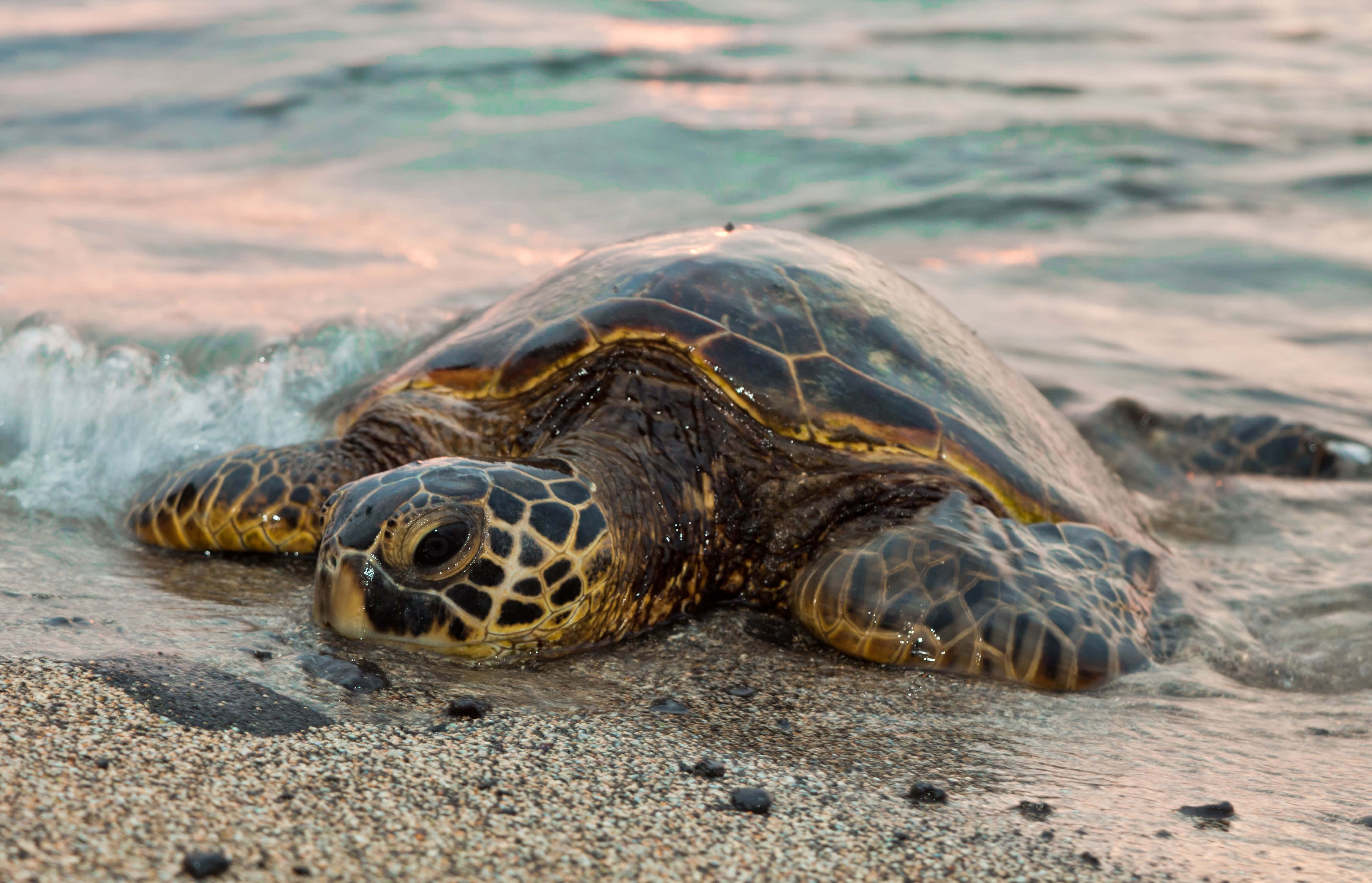 Turtle 桌布 壁紙 — 一隻綠蠵龜在濕沙上休息，夕陽下溫柔的海浪拍打著牠的鰭。