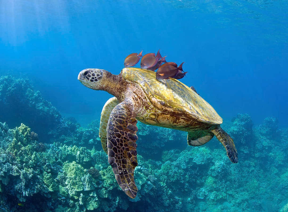 sea turtle 桌布 壁紙 — 一隻綠蠵龜在色彩繽紛的珊瑚礁上方，優雅地滑過充滿活力的藍色海水，小魚在牠的殼上游動。