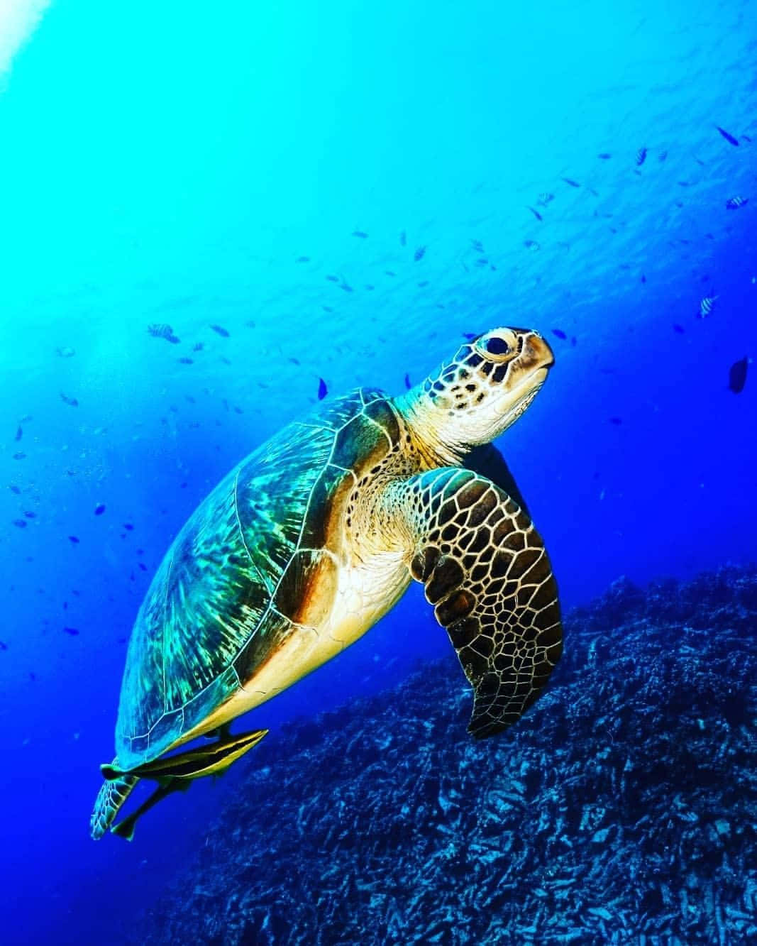 sea turtle 桌布 壁紙 — 一隻綠蠵龜在色彩繽紛的藍色海水中優雅地滑行，上方是珊瑚礁，附近有小魚游動。