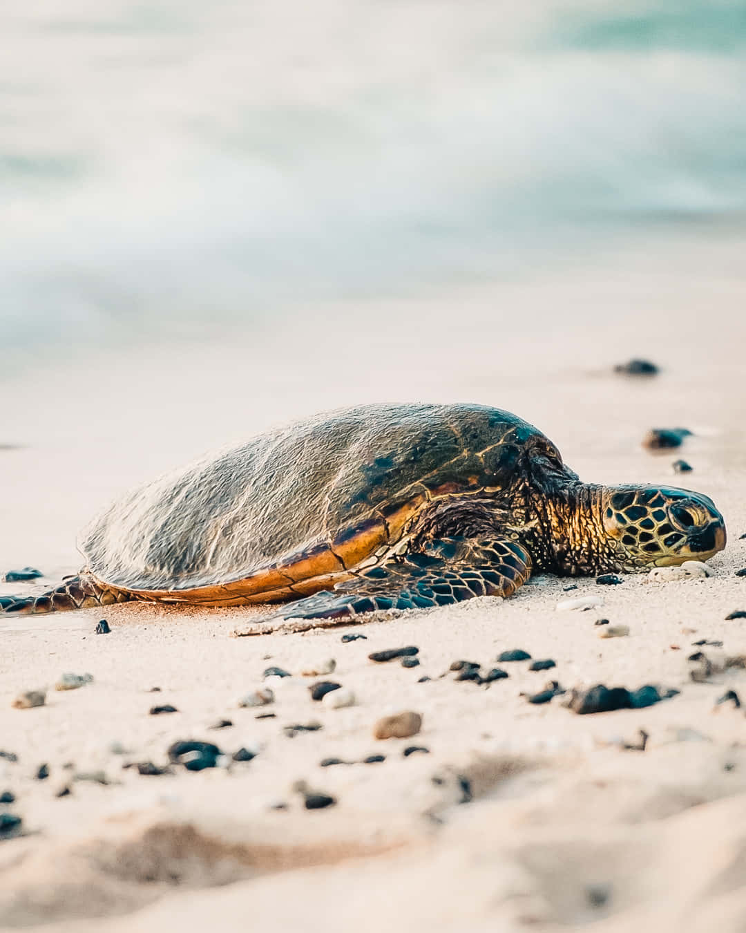 sea turtle 桌布 壁紙 — 一隻綠蠵龜在陽光明媚的沙灘上平靜地休息，背景是溫柔的海浪。